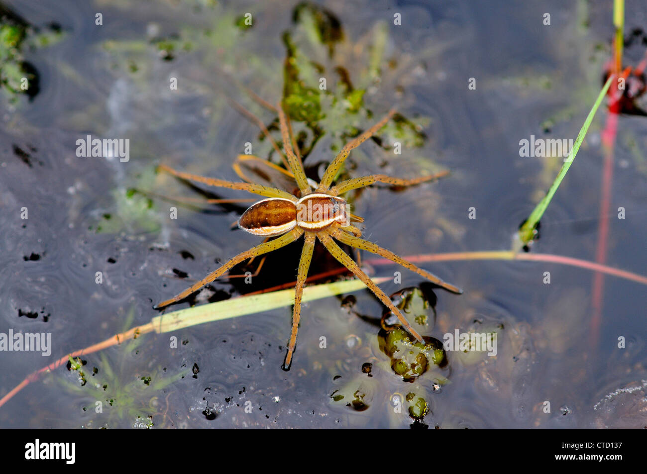 Floß oder Sumpf Spinne auf Heideland Teich. Arne, Dorset, UK. Juli 2012 Stockfoto
