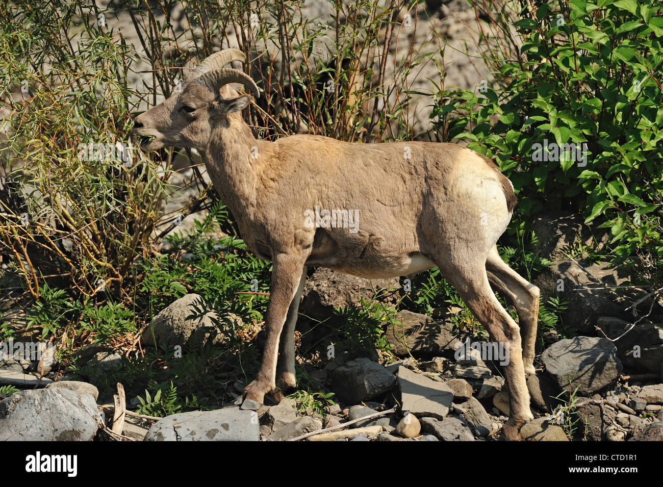 Bighorn Schafe (Ovis Canadensis) Schafe und Lämmer im Gardner River Valley, Yellowstone National Park, Montana, USA Stockfoto