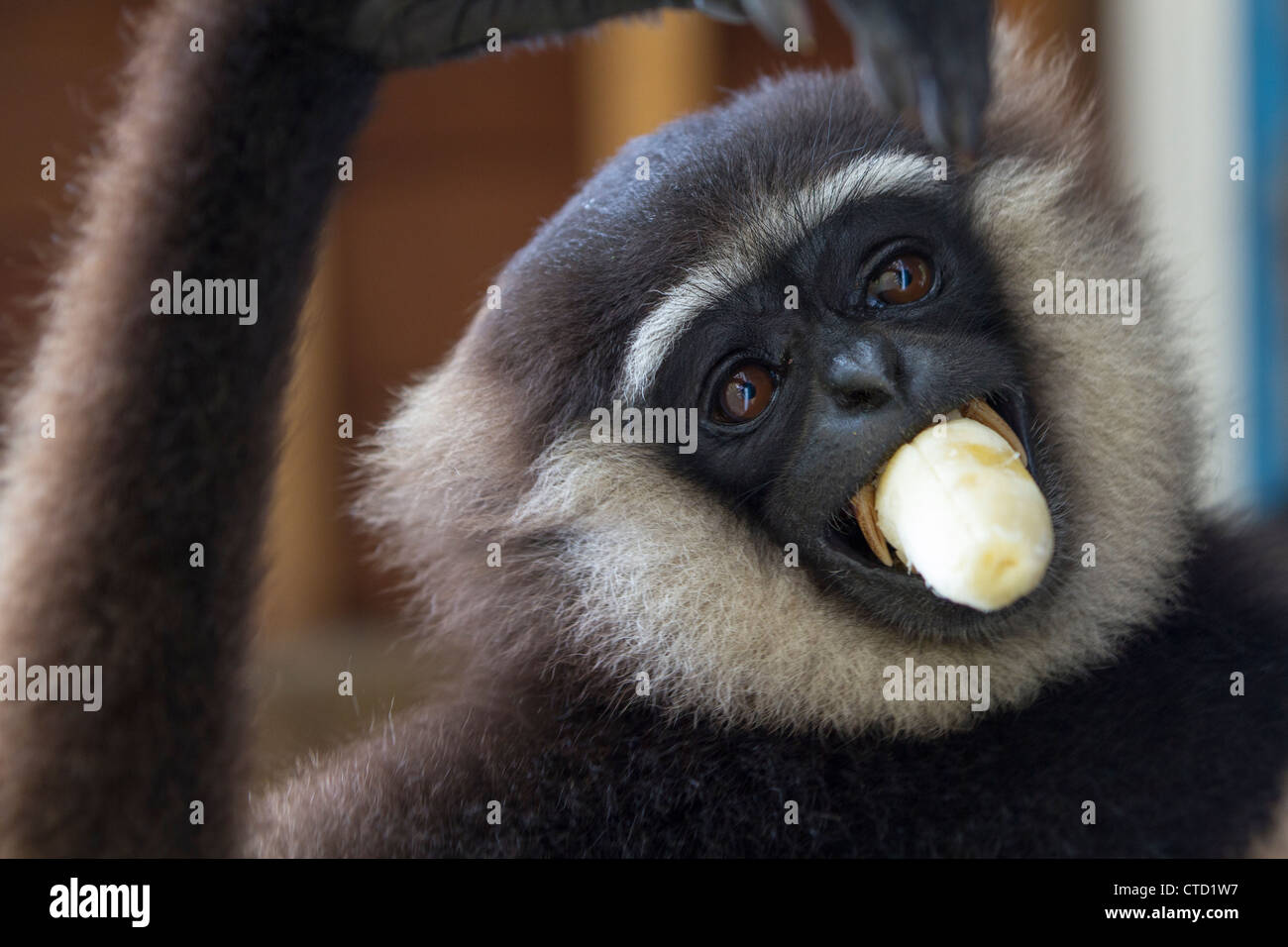 Agile Gibbon (Hylobates Agilis) hält eine Banane in den Mund, Camp Leaky Tanjung Puting Nationalpark, Indonesien Stockfoto