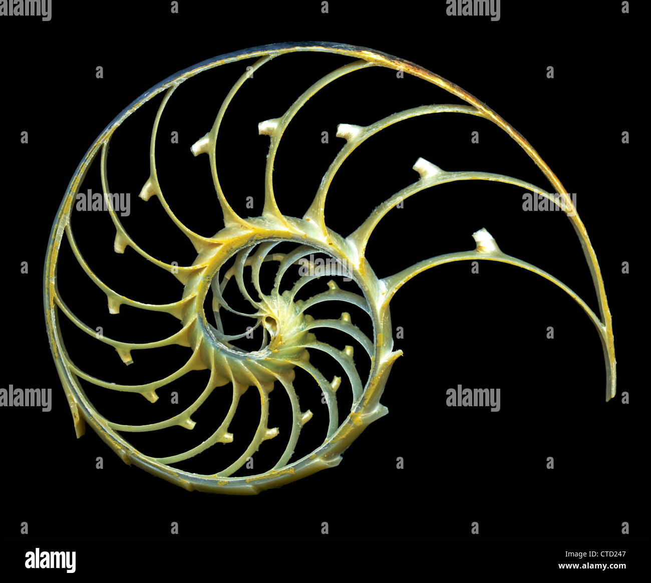 Geschnittenen Schale eines Nautilus Stockfoto