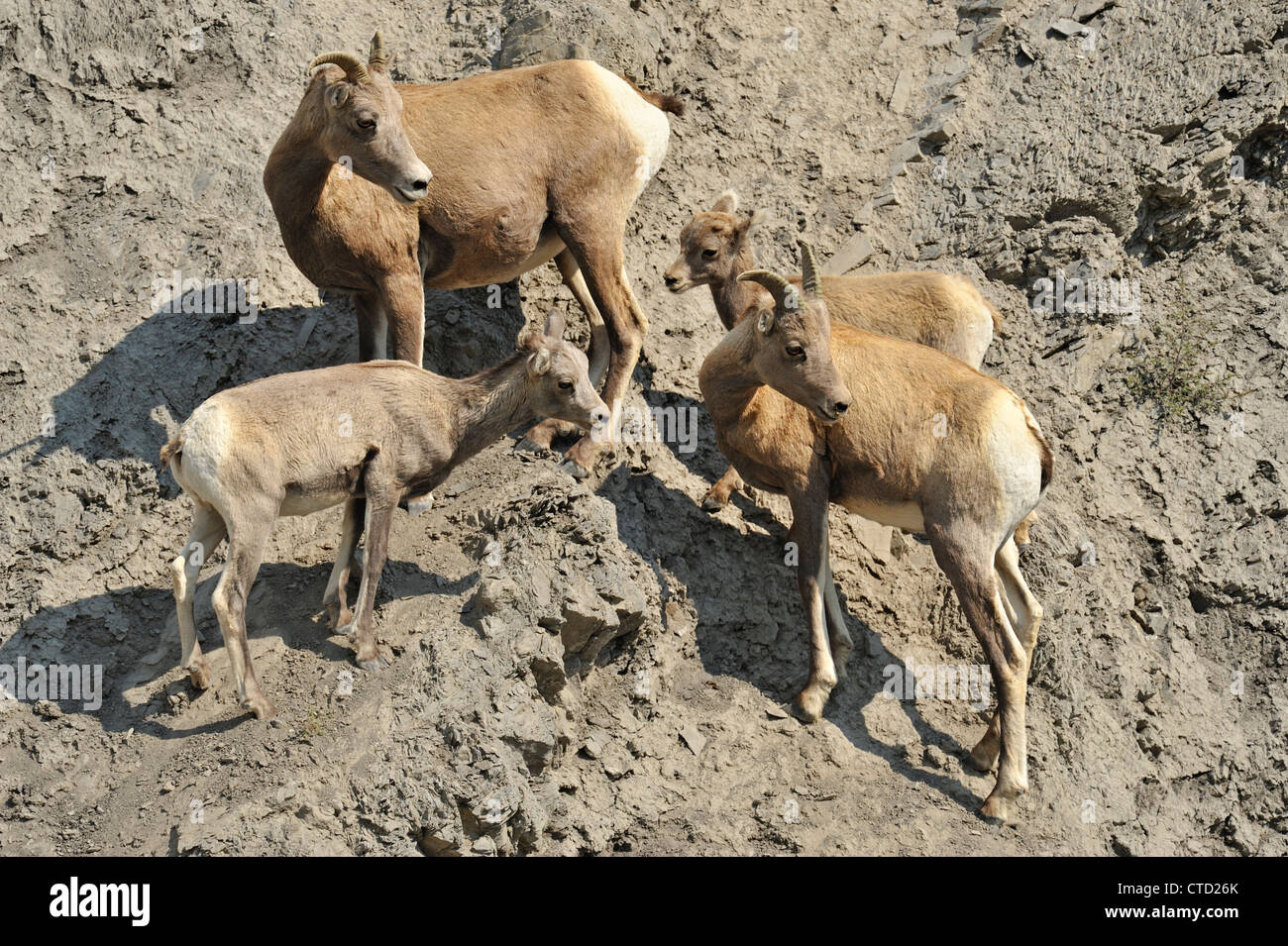 Bighorn Schafe (Ovis Canadensis) Schafe und Lämmer im Gardner River Valley, Yellowstone National Park, Montana, USA Stockfoto