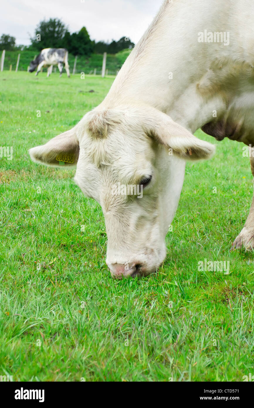 Einzelne weiße Kuh Essen grass Stockfoto