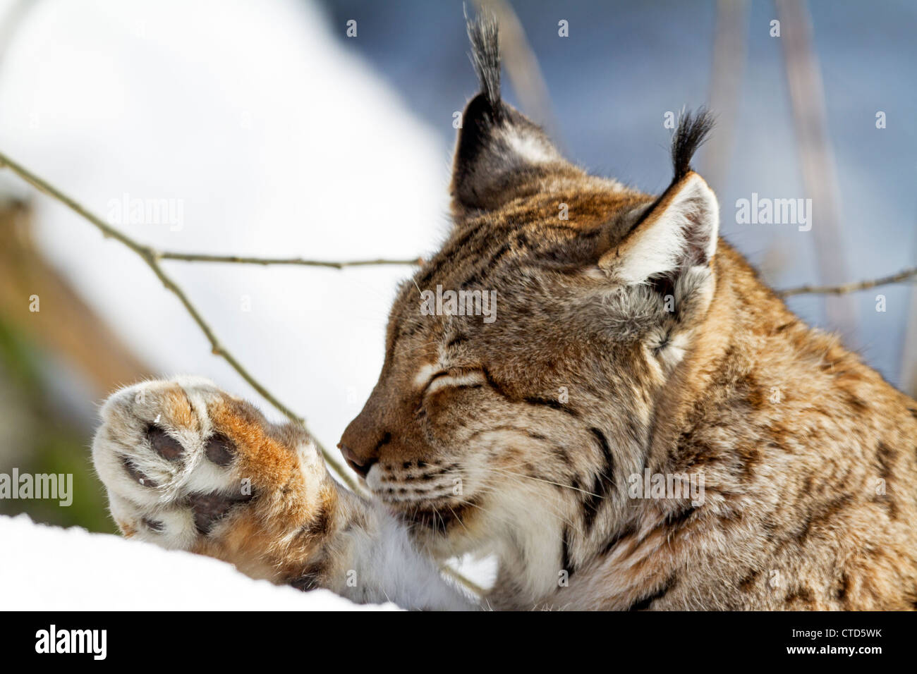 Luchs im Schnee / Lynx Lynx Stockfoto