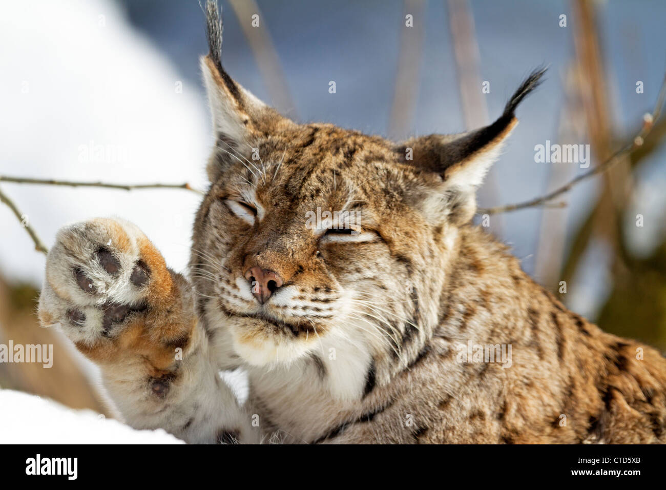 Luchs im Schnee / Lynx Lynx Stockfoto