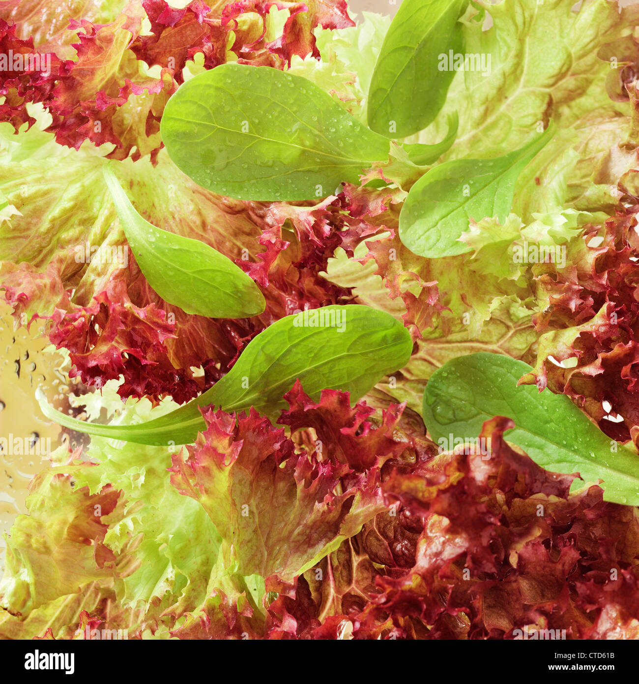 Frische Coulerful Hintergrund von Salat hautnah Stockfoto