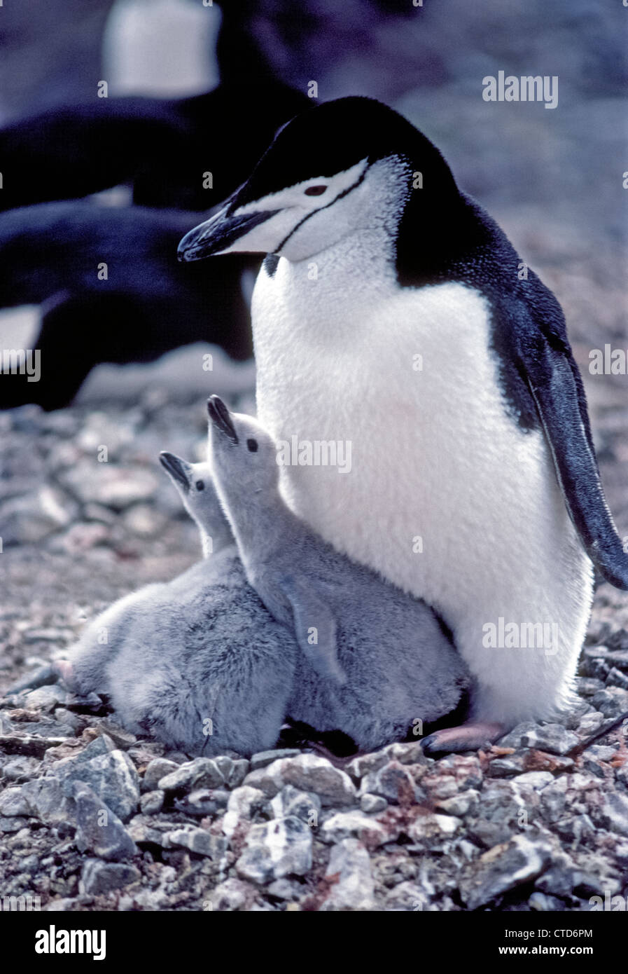 Ein Kinnriemen Pinguin kümmert sich um ihre zwei jungen Küken in einem felsigen Nest auf Nelson Insel, eine der südlichen Shetlandinseln in der Antarktis. Stockfoto