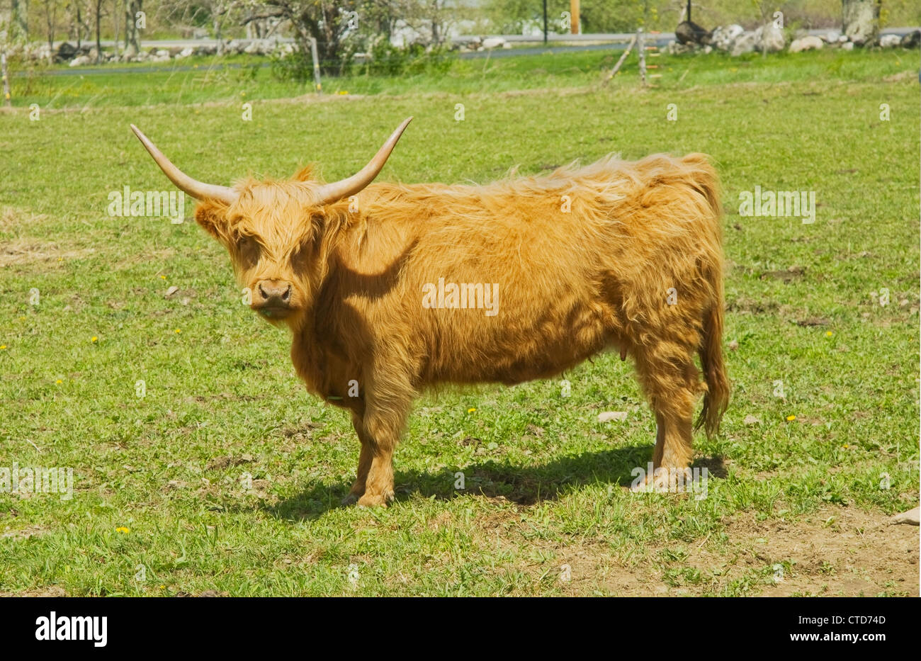 Scottish Highland Kuh in eine Hof-Feld-Maine. Stockfoto