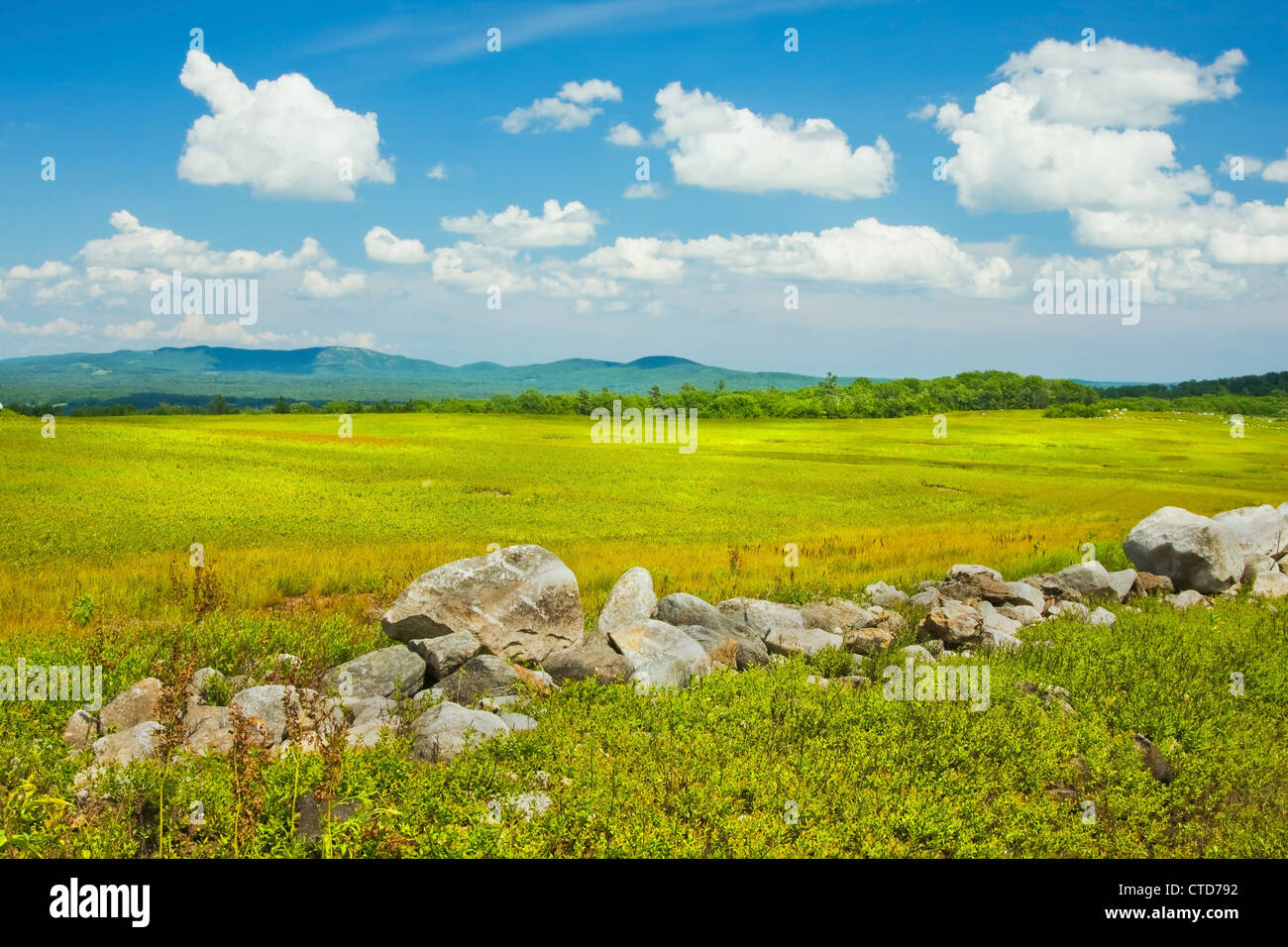 Blauer Himmel Wolken und Sommer Heidelbeeren Brachland in Maine. Stockfoto