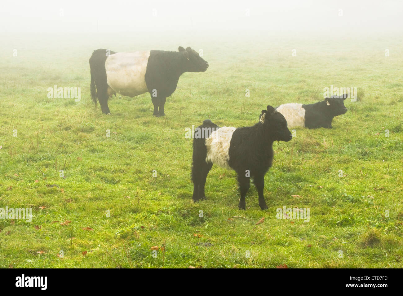 Belted Galloway-Kühe und Kalb Weiden auf Bauernhof Feld Herbst Maine. Stockfoto