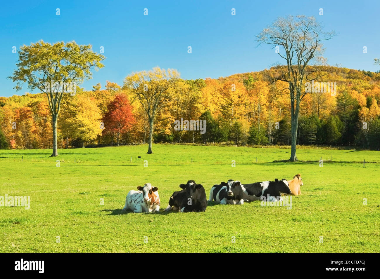 Verlegung auf Rasen in einem Bauernhof Kühe Feld Herbst Maine. Stockfoto