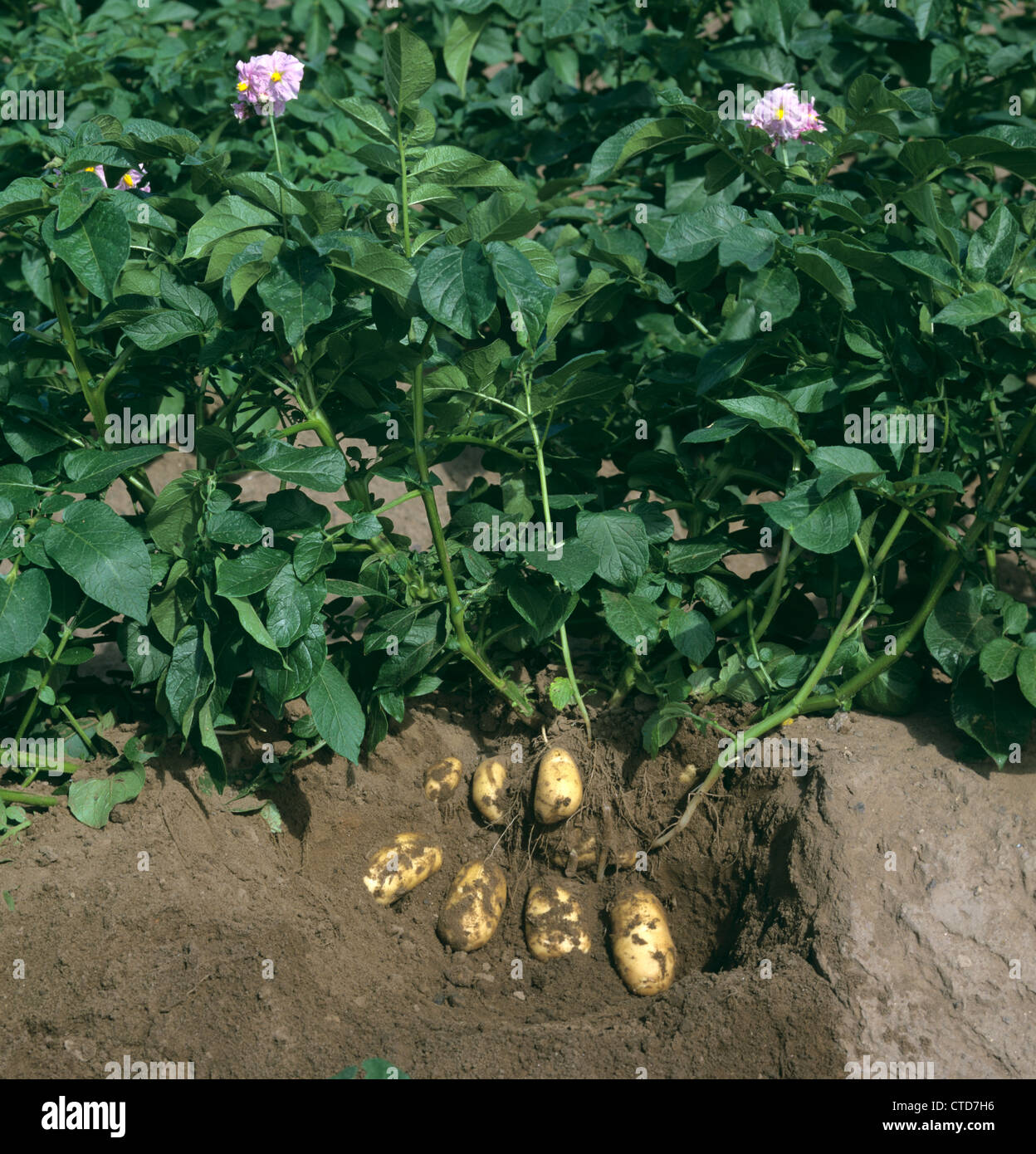 Charlotte Kartoffelpflanze mit ausgereiften Knollen ausgesetzt Stockfoto