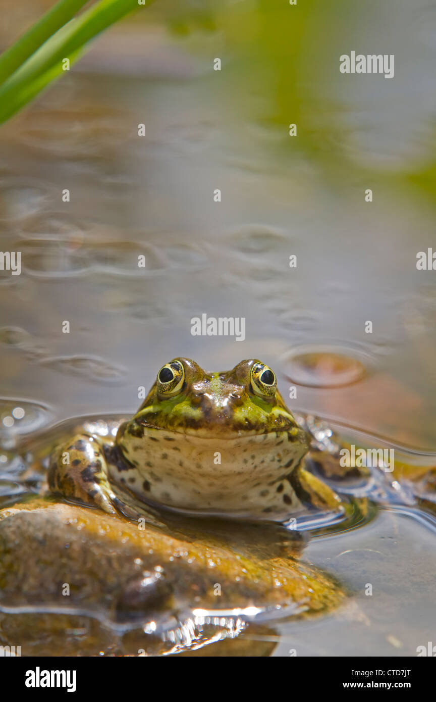 Wasser-Frosch / Rana Esculenta Stockfoto