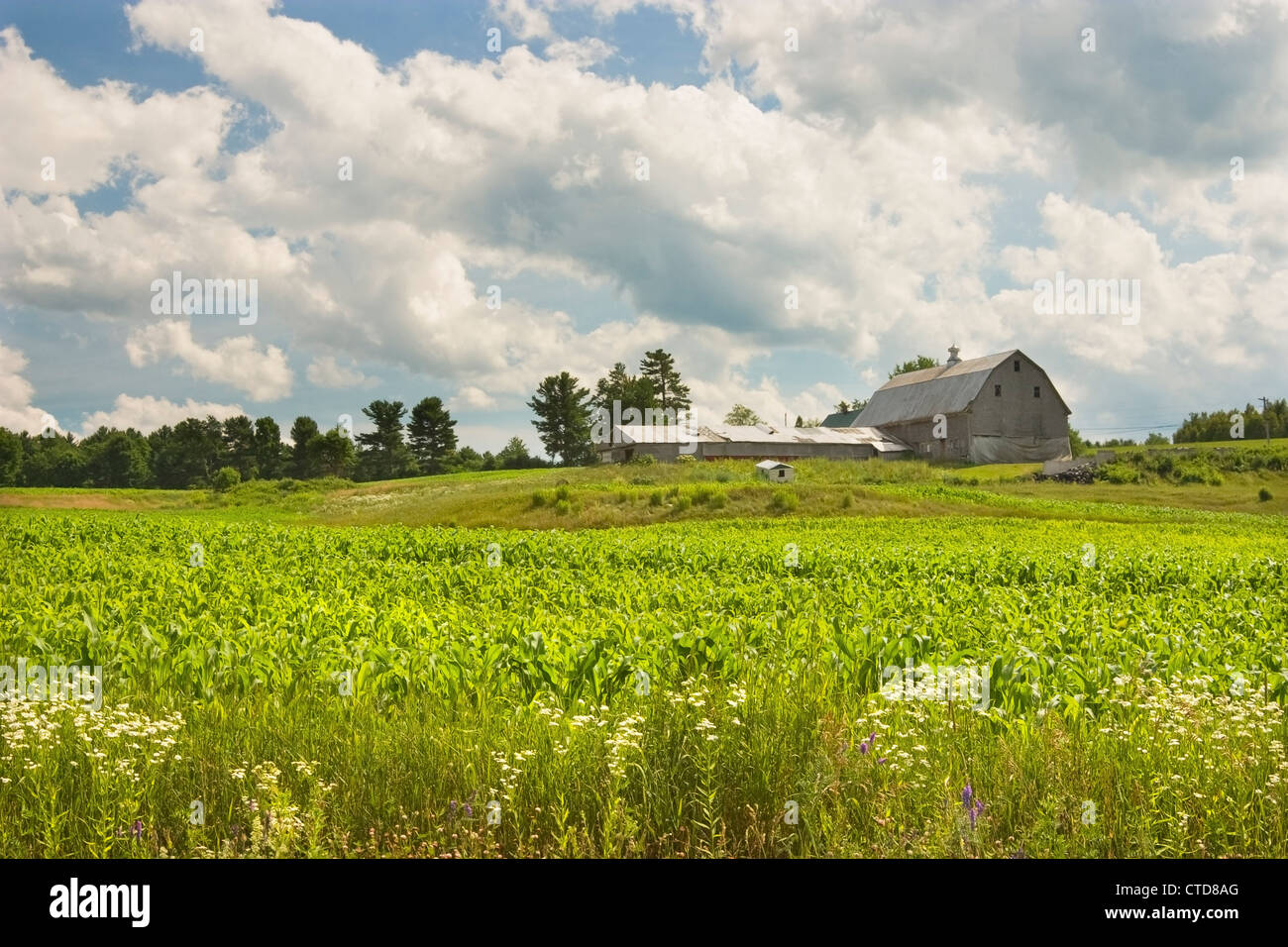 Der Mais wächst in einer Maine-Hof-Feld. Stockfoto