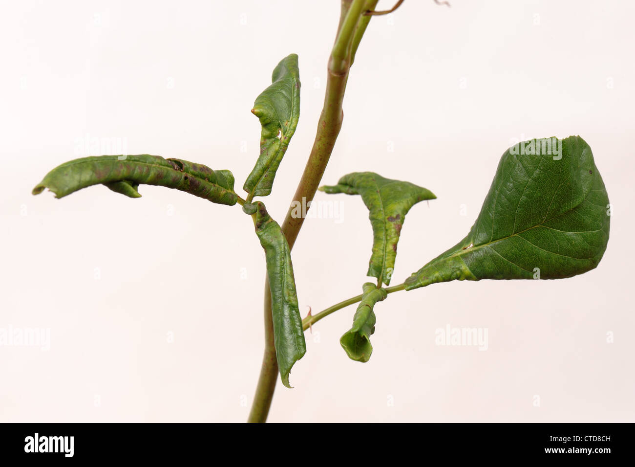 Blatt - rolling sawfly Blennocampa phyllocolpa Blatt rolling Symptom auf Rosenblüten Stockfoto