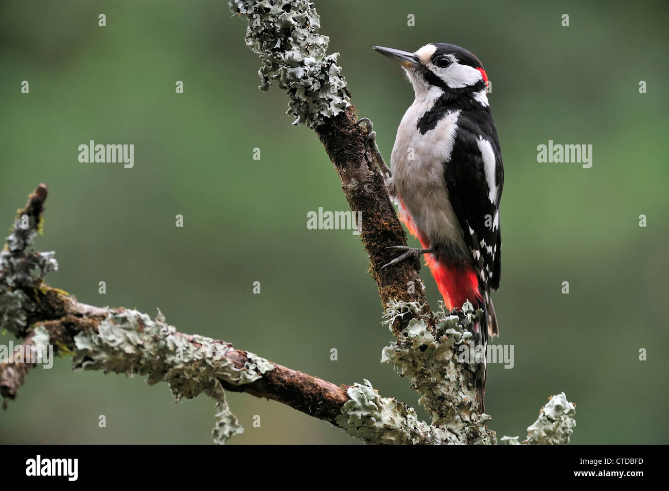 Buntspecht / größere Spotted Woodpecker (Dendrocopos großen) männlich thront auf Zweig abgedeckt in Flechten, Belgien Stockfoto