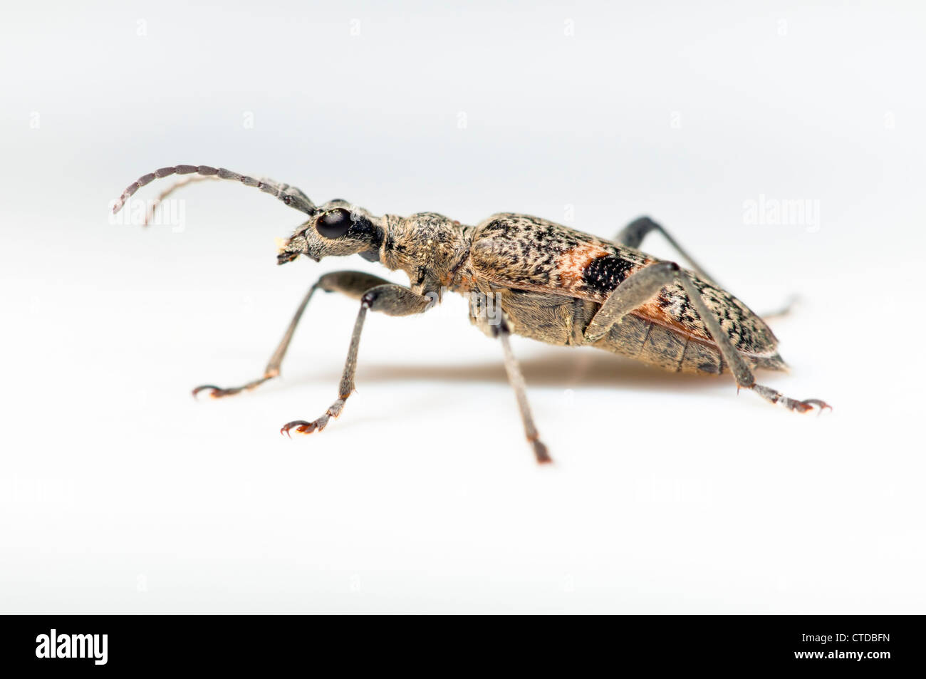 Longhorn Beetle auf weißem Hintergrund Stockfoto