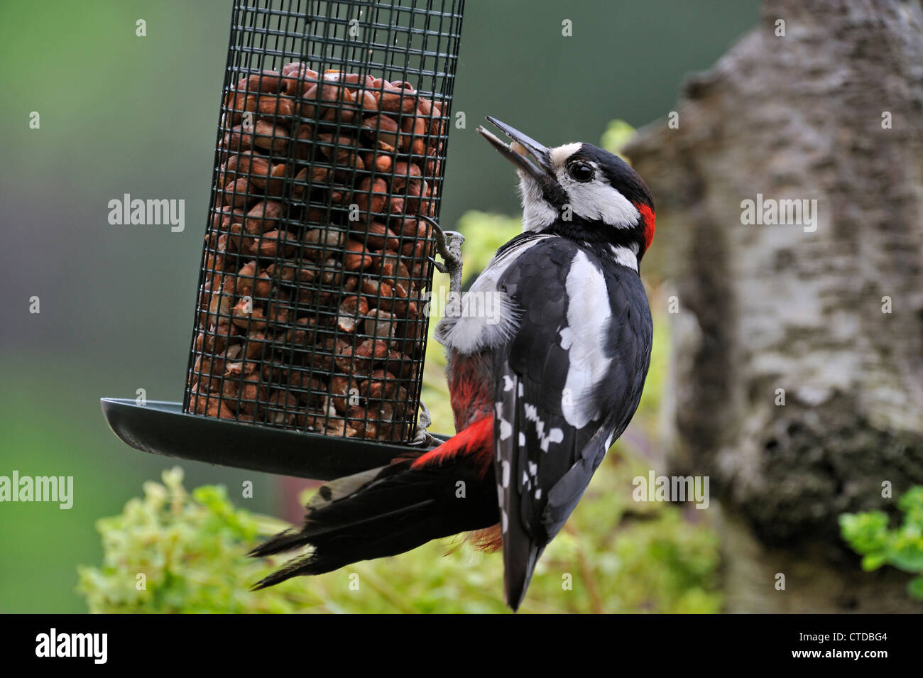 Buntspecht / größere Spotted Woodpecker (Dendrocopos großen) männlich