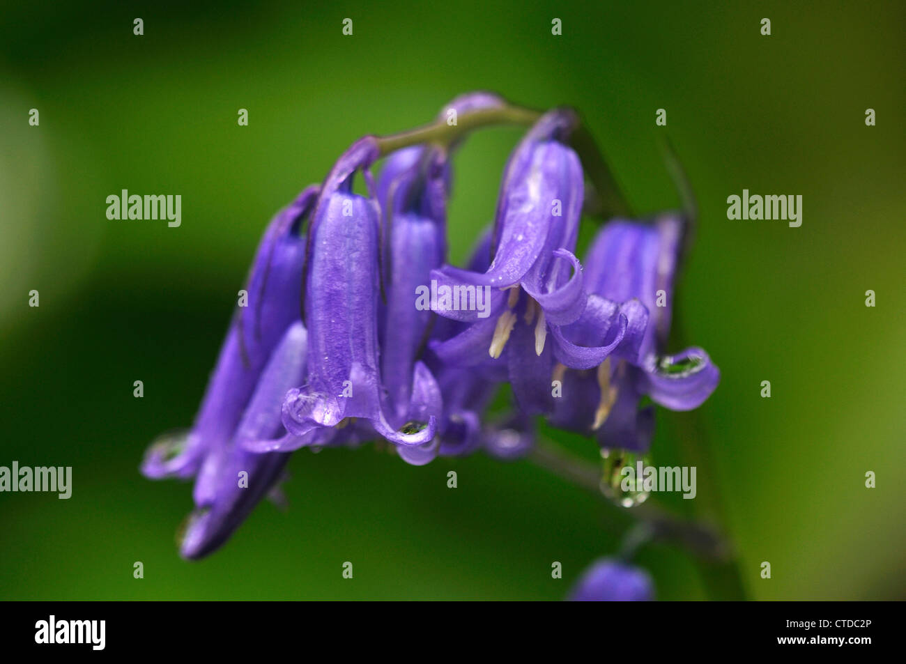 Eine einzelne Bluebell Blume UK Stockfoto