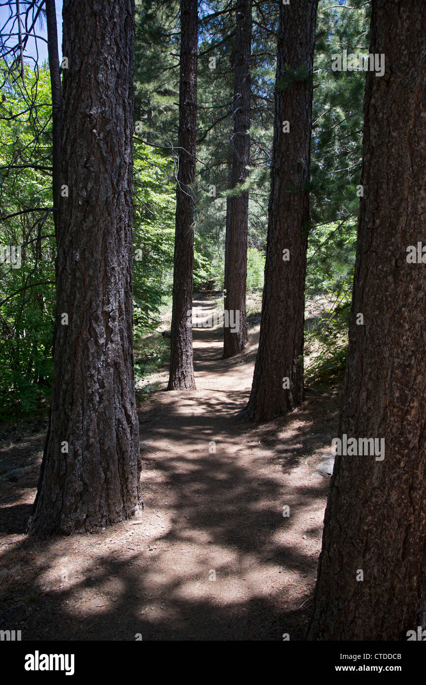 Lake Arrowhead, Kalifornien - The Sequoia Wanderweg am Haufen Peak Arboretum in San Bernardino National Forest. Stockfoto