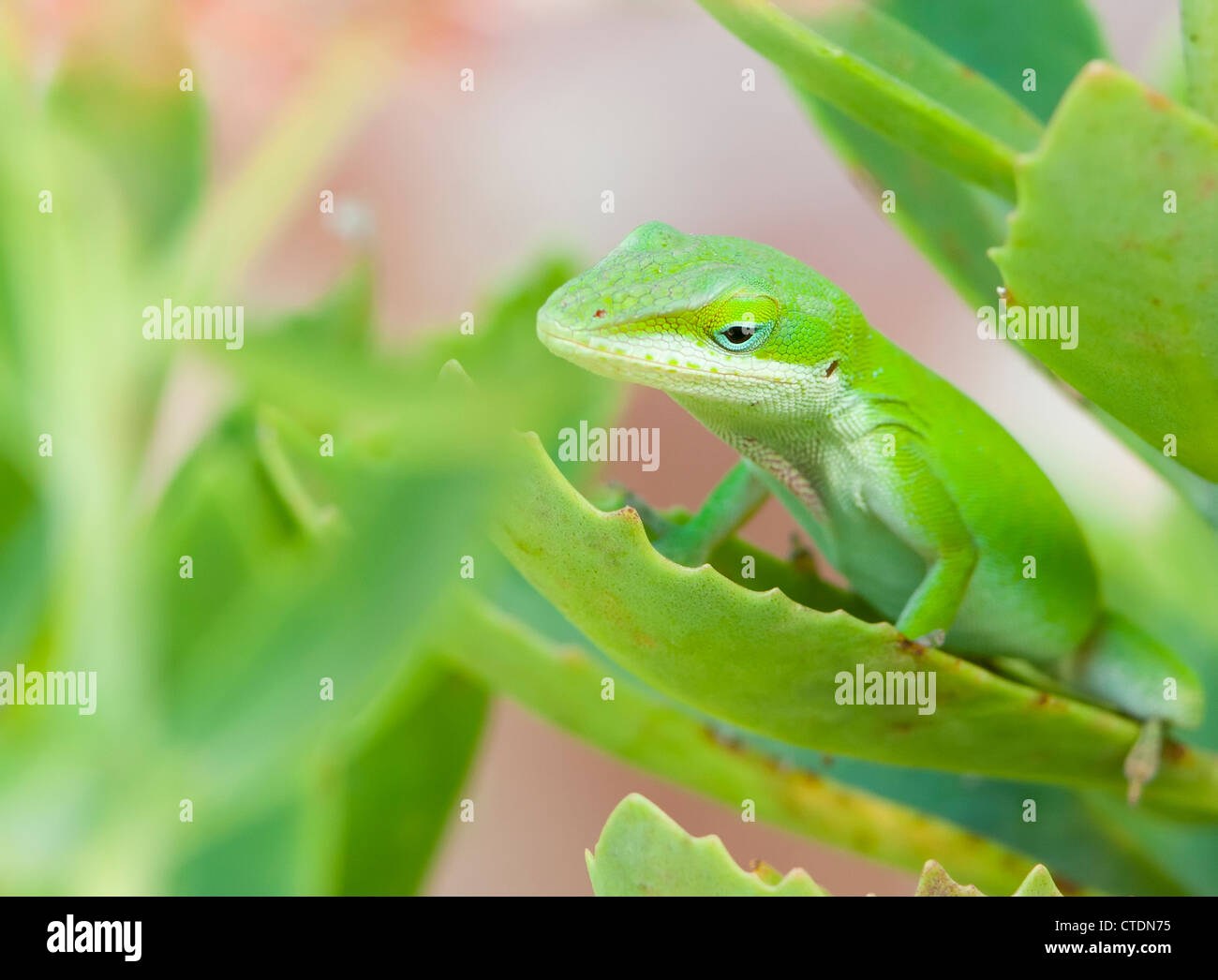 "grüne Anole" Stockfoto