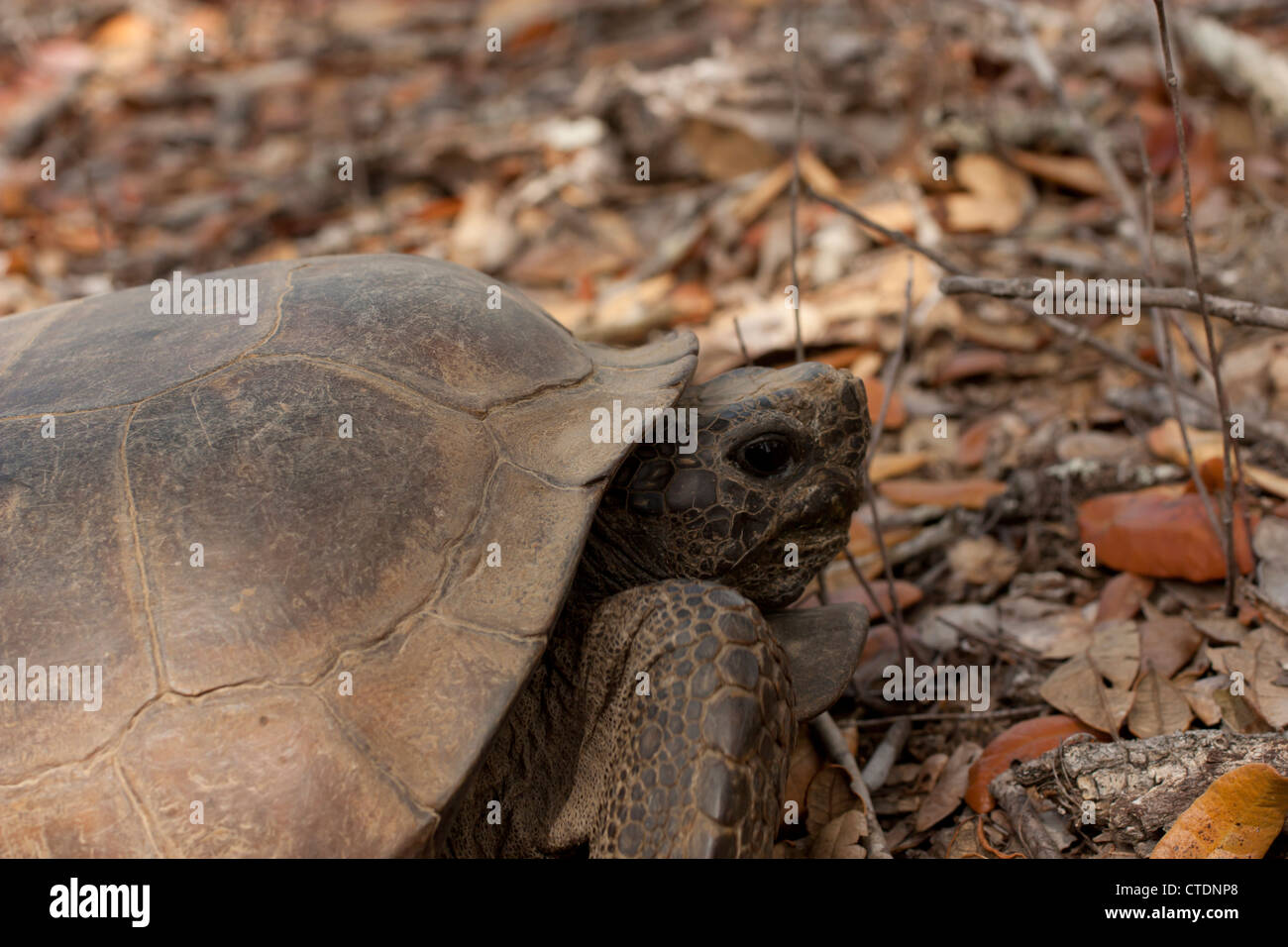 Gopher Schildkröte - Gopherus polyphemus Stockfoto