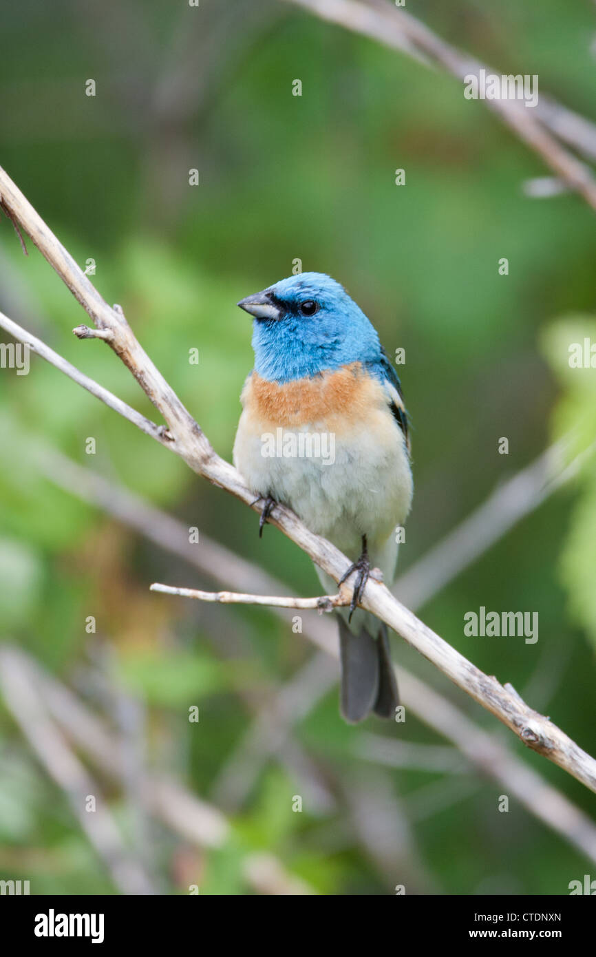 Lazuli Bunting Bird songbird hoch oben - senkrecht Stockfoto