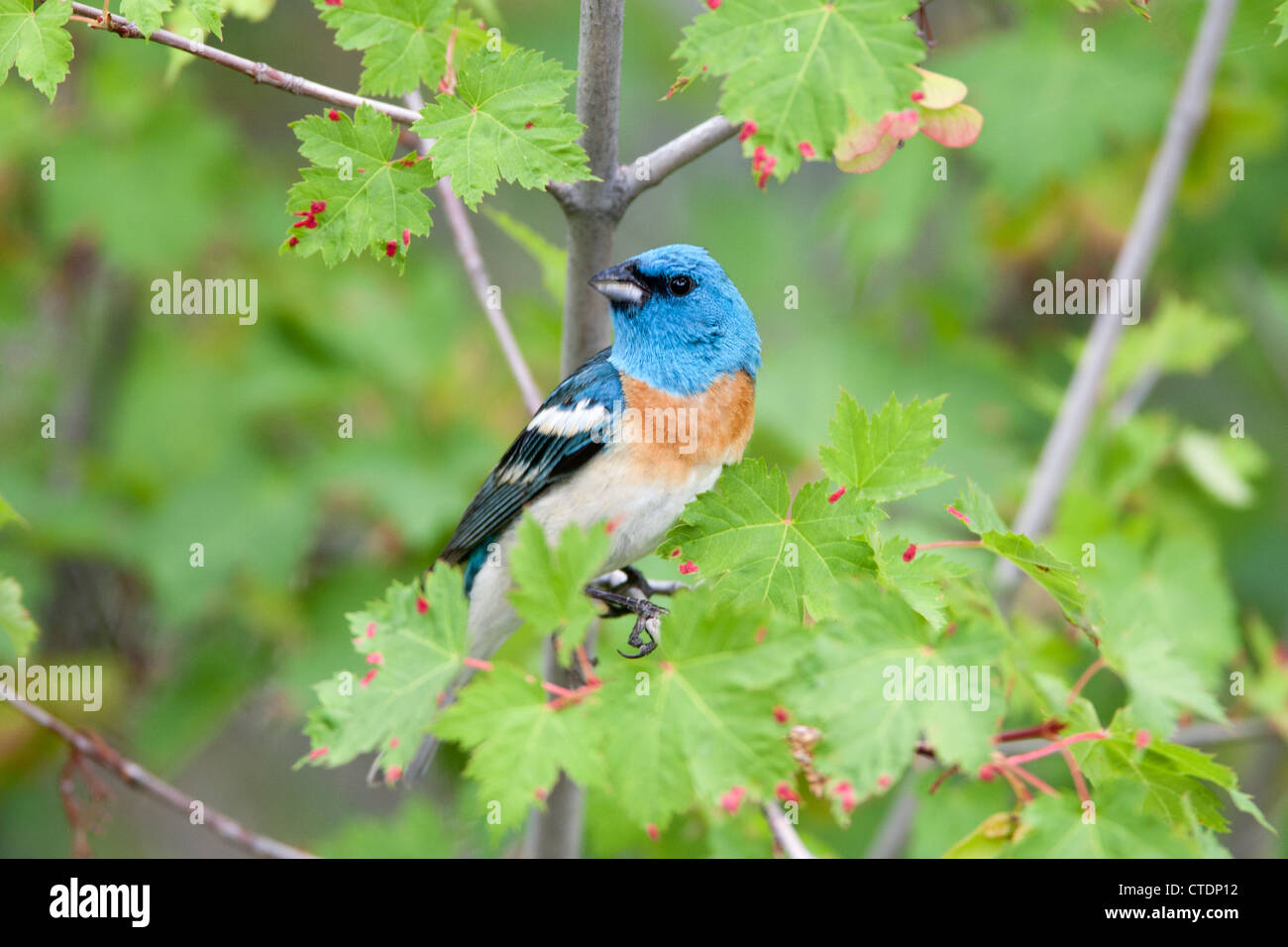 Lazuli Bunting Bird songbird hoch oben in Maple Tree Stockfoto