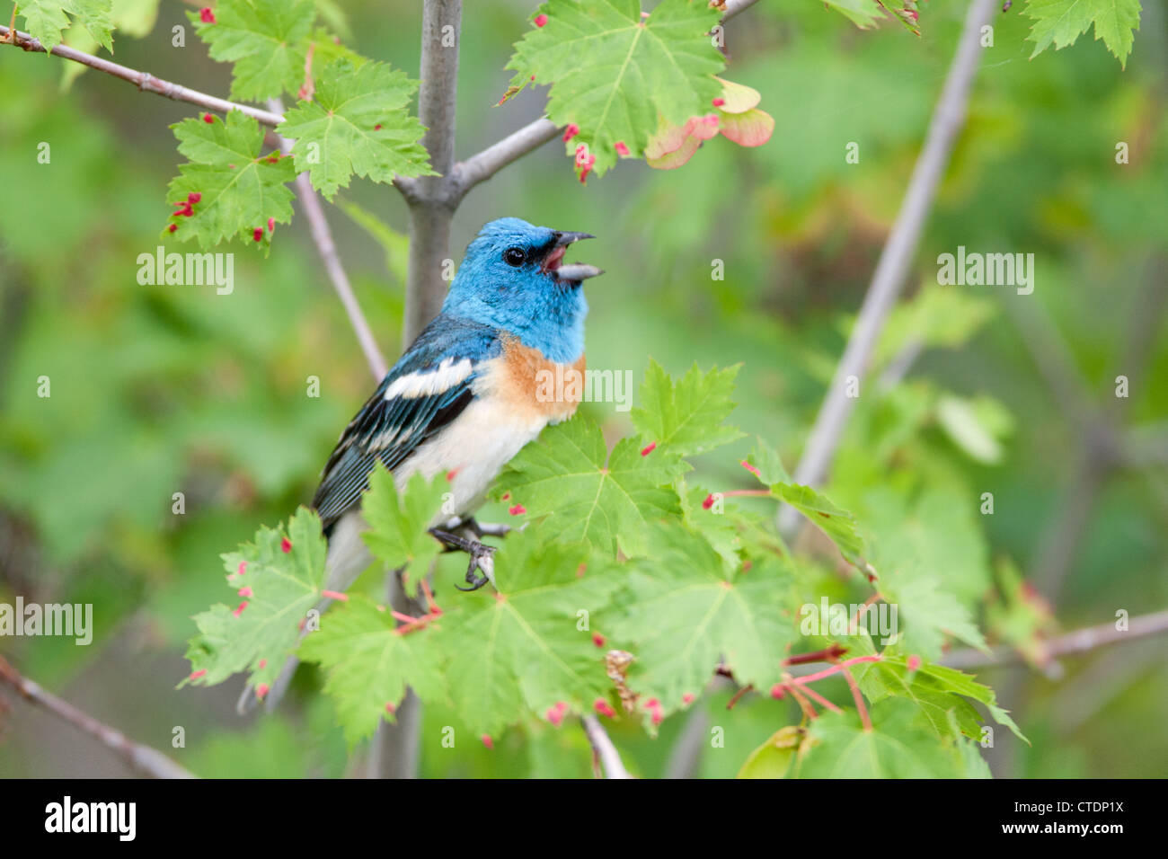 Lazuli Bunting Bird singbird singt hoch oben in Maple Tree Stockfoto
