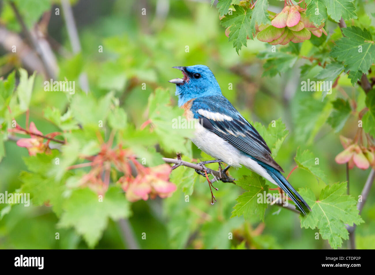 Lazuli Bunting Bird singbird singt hoch oben in Maple Tree Stockfoto