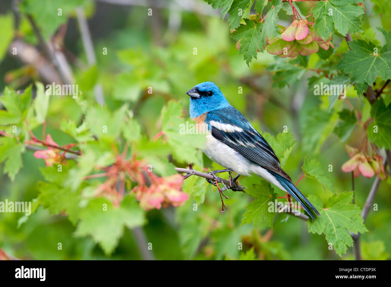 Lazuli Bunting Bird songbird hoch oben in Maple Tree Stockfoto