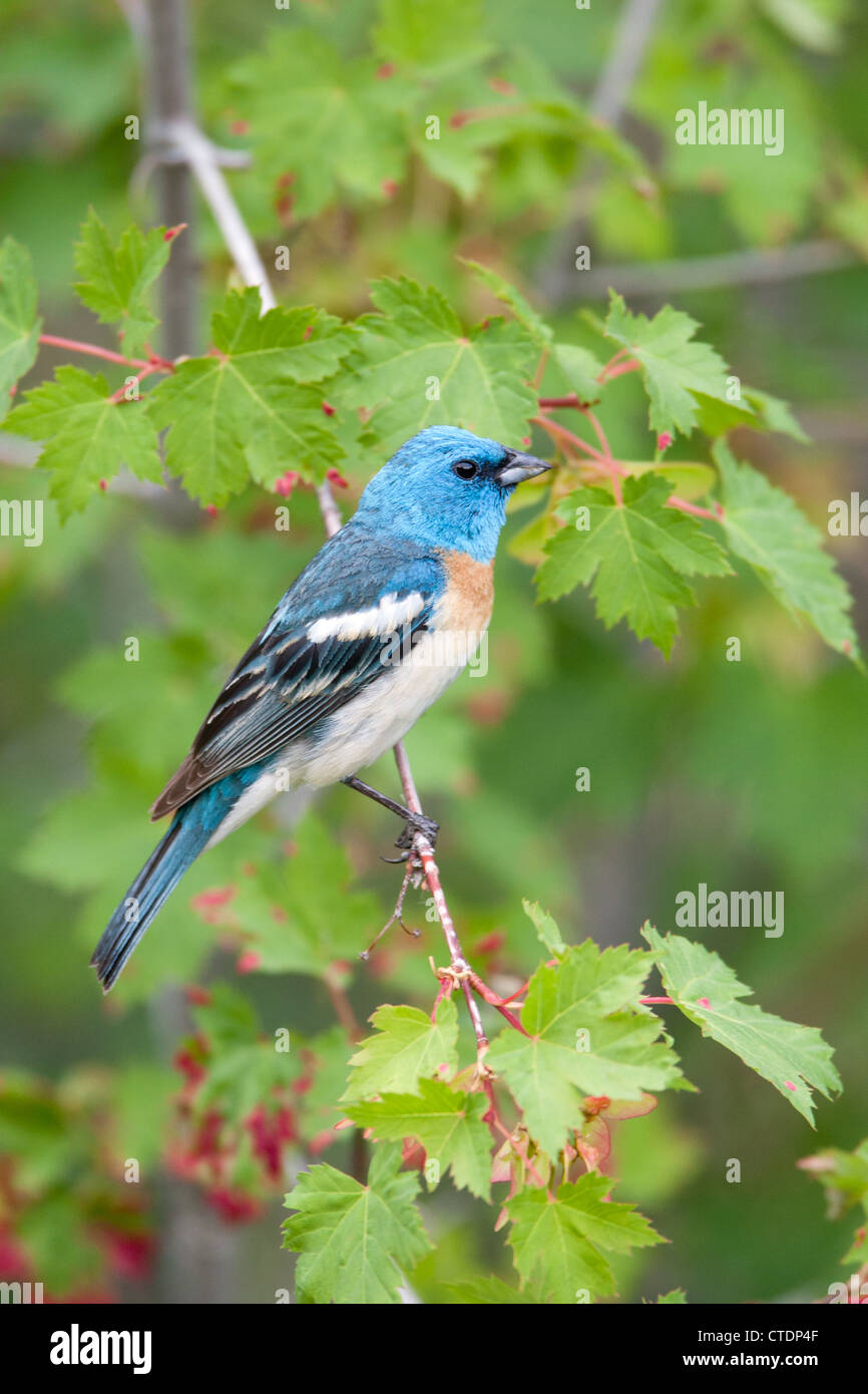 Lazuli Bunting Bird songbird hoch oben in Maple Tree Stockfoto