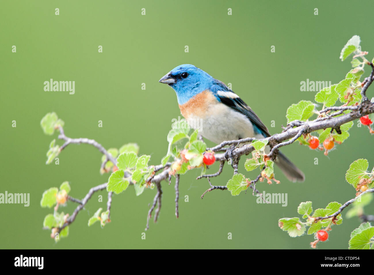 Lazuli Bunting Bird songbird hoch oben in westlichen roten Johannisbeeren Stockfoto