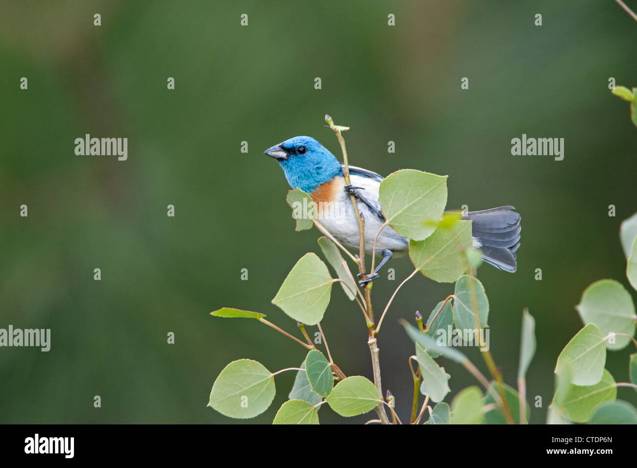 Lazuli Bunting Bird songbird hoch oben in Aspen Tree Stockfoto