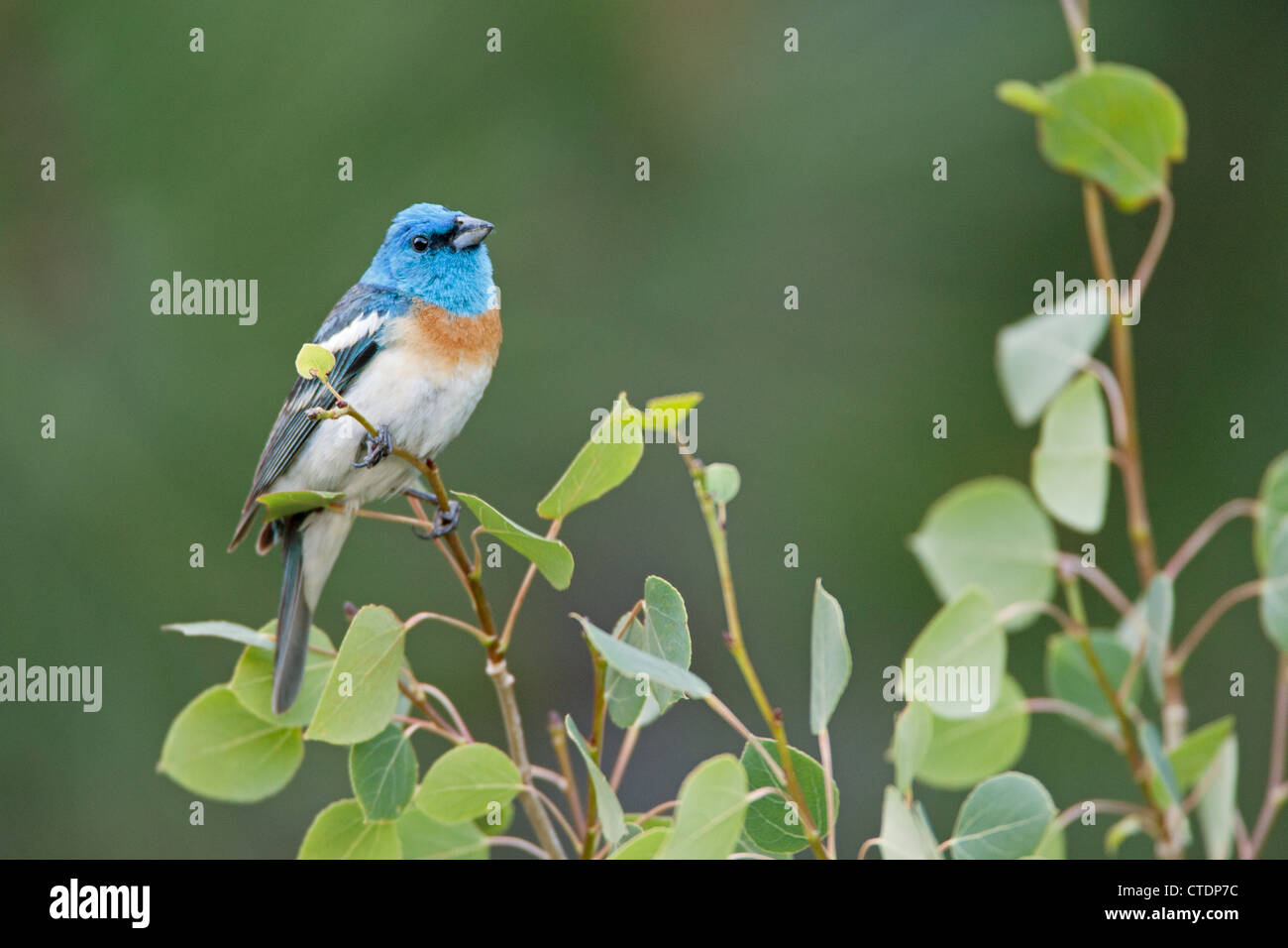 Lazuli Bunting Bird songbird hoch oben in Aspen Tree Stockfoto