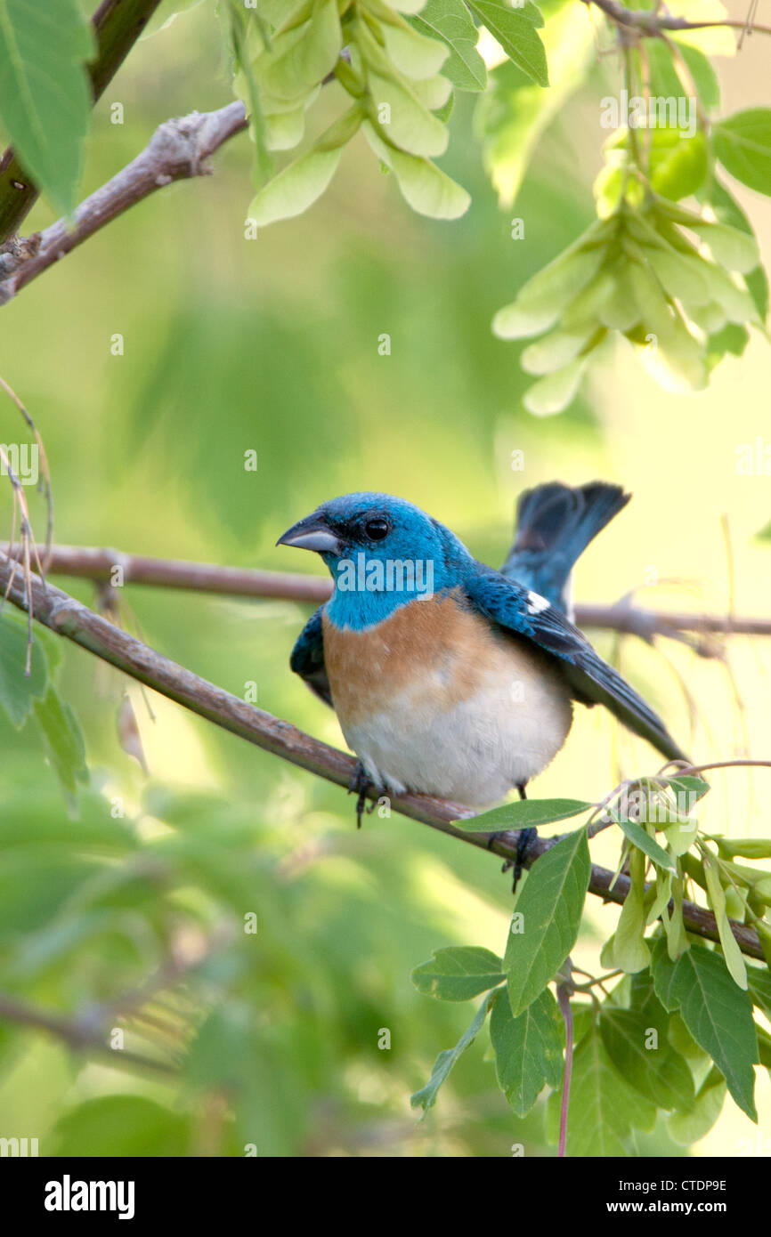Lazuli Bunting Bird songbird hoch oben in Maple Tree - vertikal Stockfoto