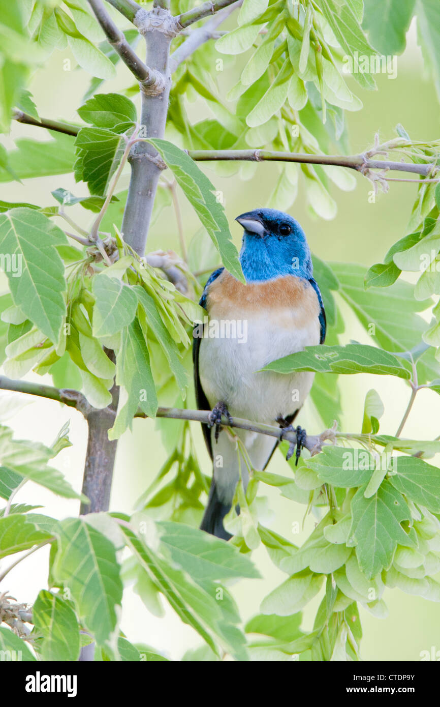 Lazuli Bunting Bird songbird hoch oben in Maple Tree - vertikal Stockfoto