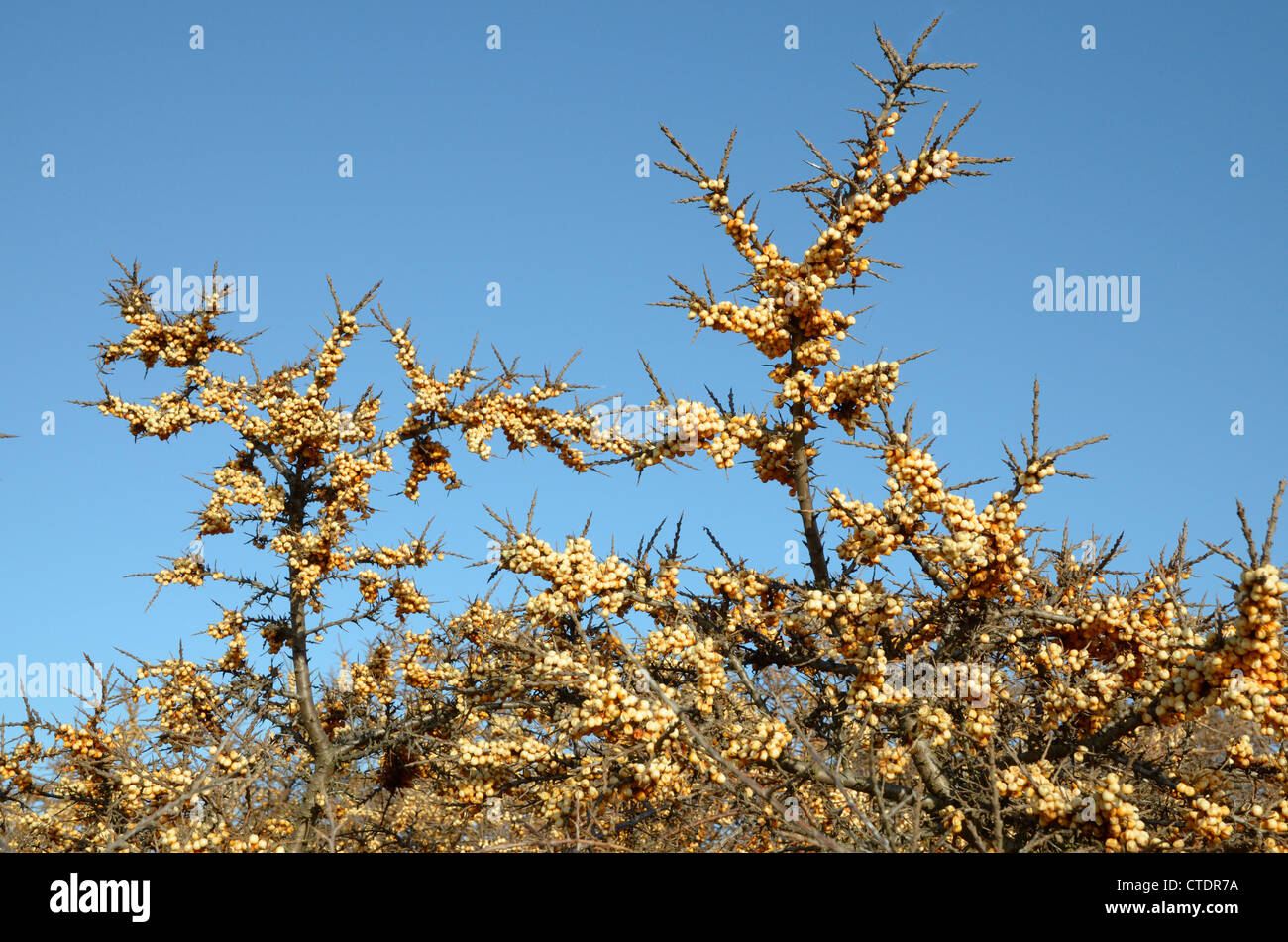 Sanddorn, Hippophae Rhamnoides, weibliche Pflanze zeigt reife Beeren im Spätwinter, Wells North Norfolk, UK Stockfoto