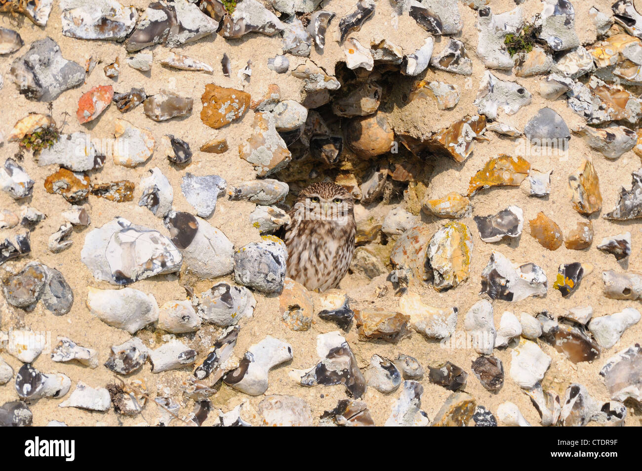 Steinkauz, Athene Noctua, Altvogel, Schlafplatz im Alkoven in alten Feuerstein Mauer, Norfolk, Großbritannien, Febrauty Stockfoto