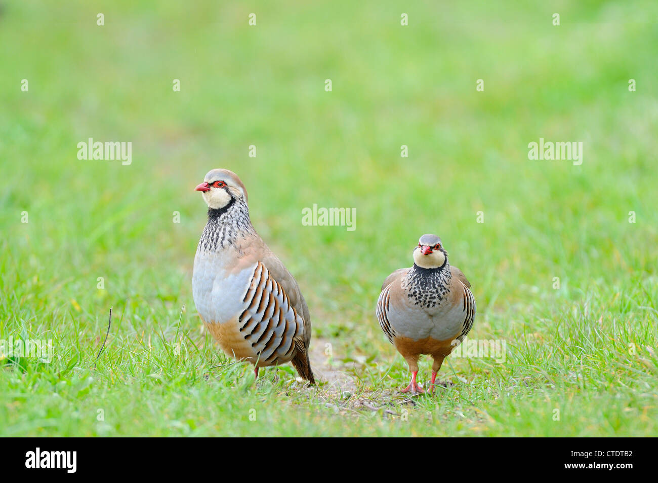 Rote legged Partridge, (Alectoris Rufa) Erwachsenen paar auf Ackerland Landzunge, Norfolk, UK, April Stockfoto