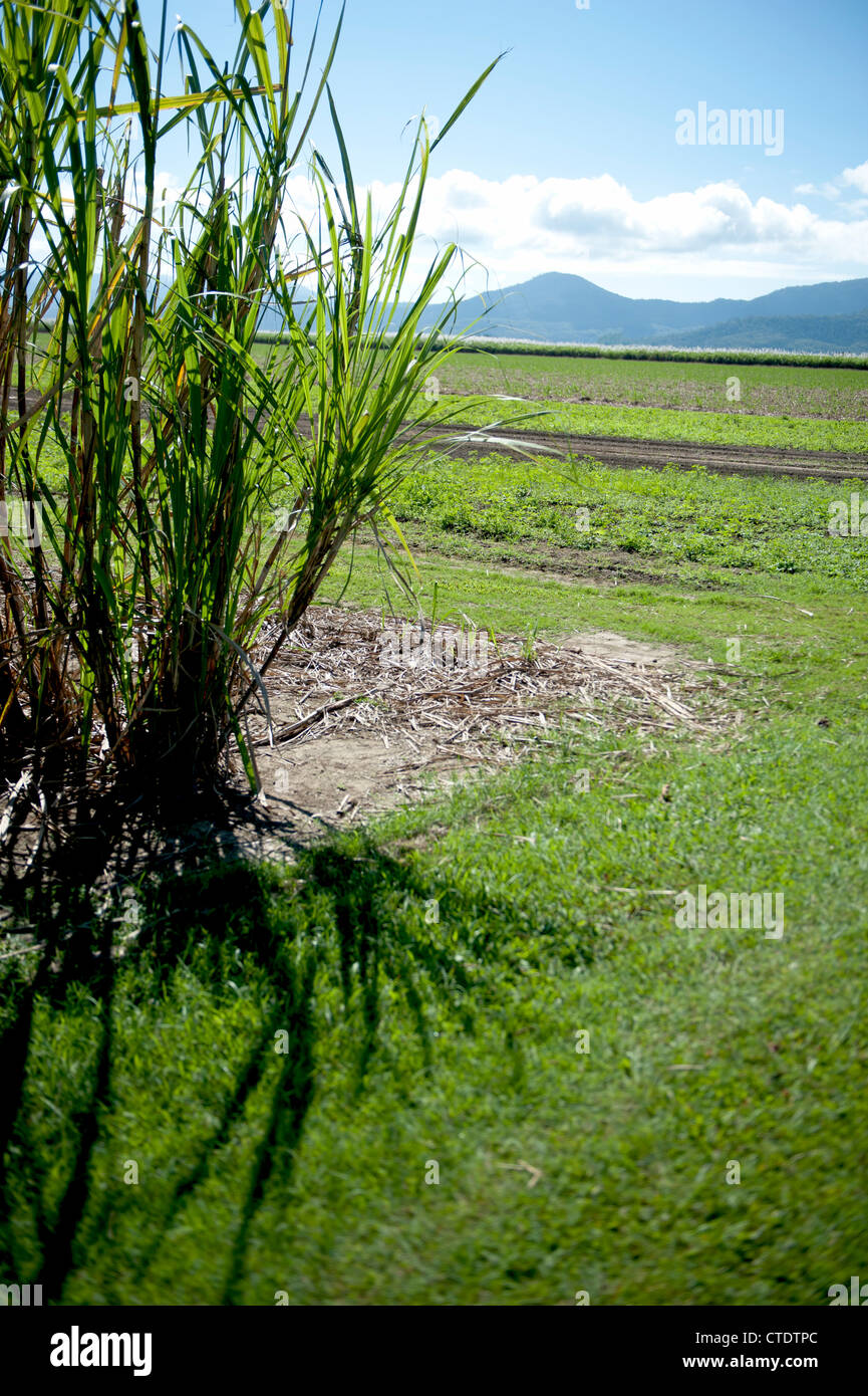 Detail der Rohrzucker Feld bei Gordonvale, Far North Queensland Stockfoto