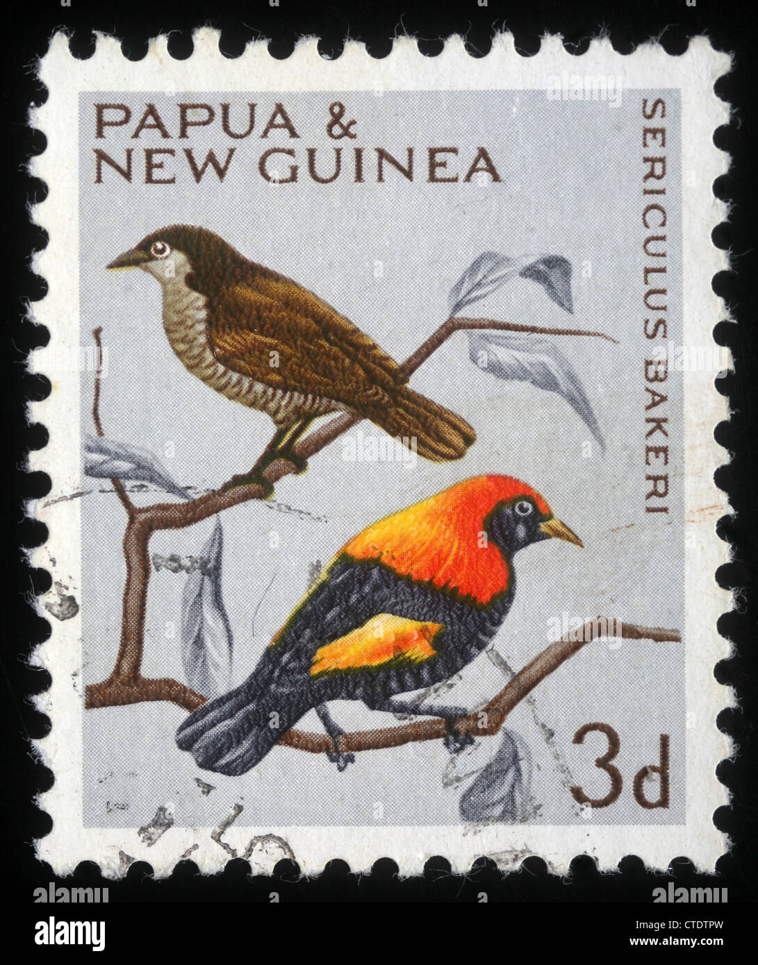 PAPUA NEUGUINEA - ca. 1991: Eine Briefmarke gedruckt in Papua-Neu-Guinea zeigt einen Vogel, Sericulus Bakeri, ca. 1991 Stockfoto