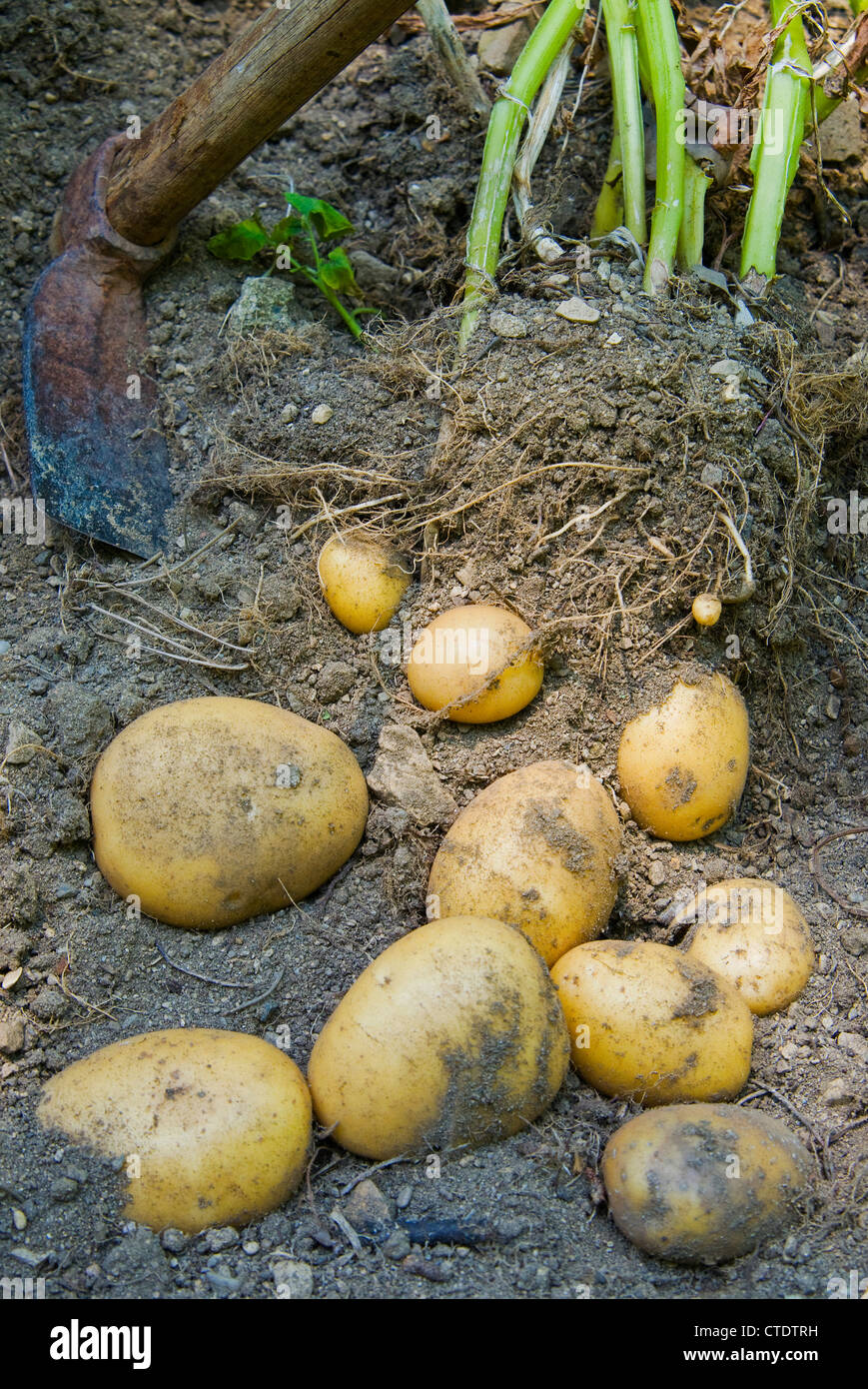 Bio-Kartoffeln in einem Feld mit Hacke (Solanum Tuberosum) Stockfoto