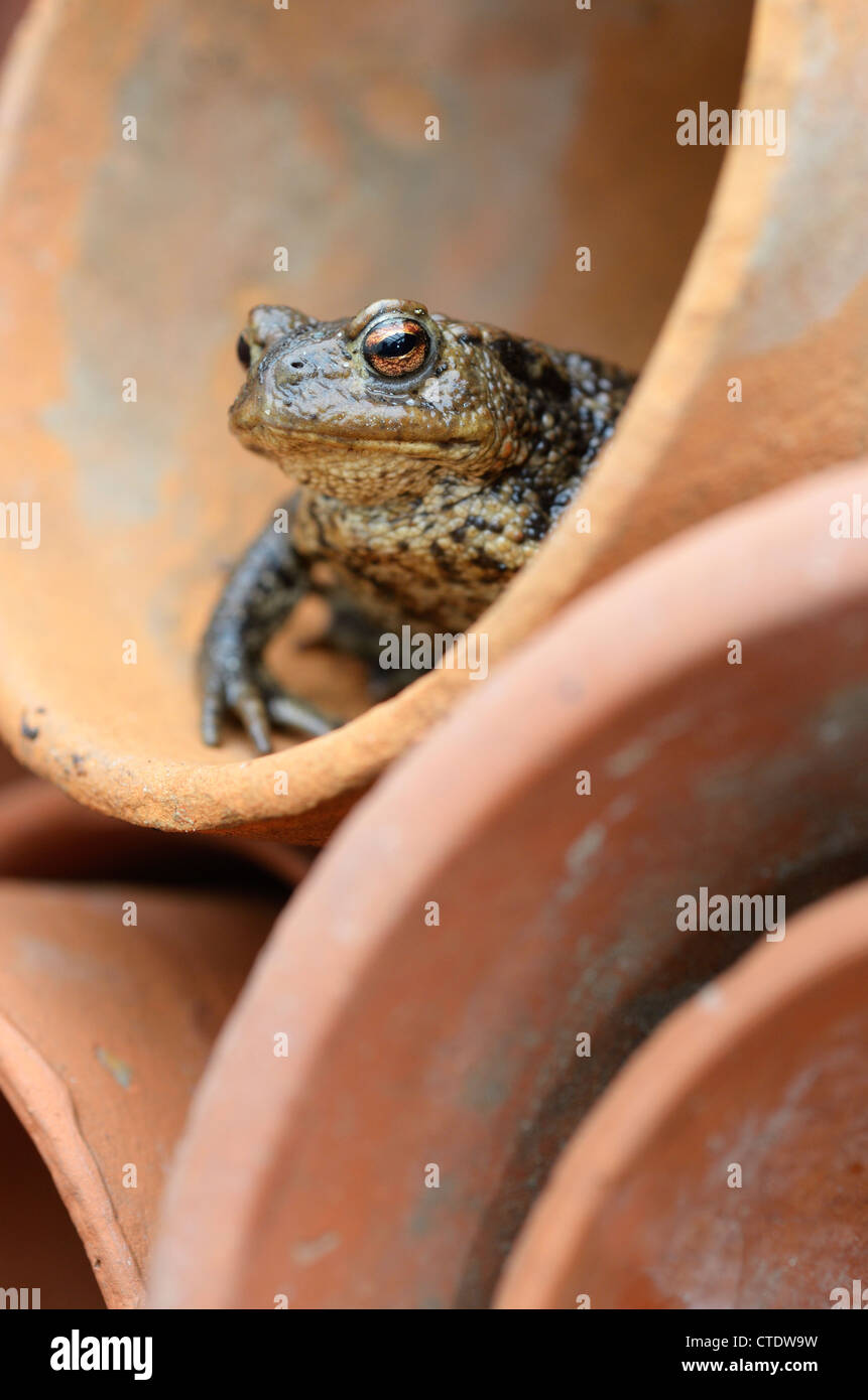 Gemeinsamen Kröte, Bufo Bufo in Terrakotta-Blumentopf, Norfolk, Großbritannien, Mai Stockfoto