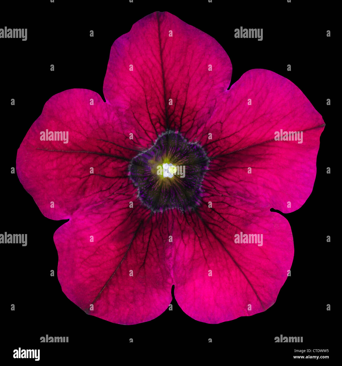 Lila Morning Glory Blume auf schwarzem Hintergrund isoliert Stockfoto