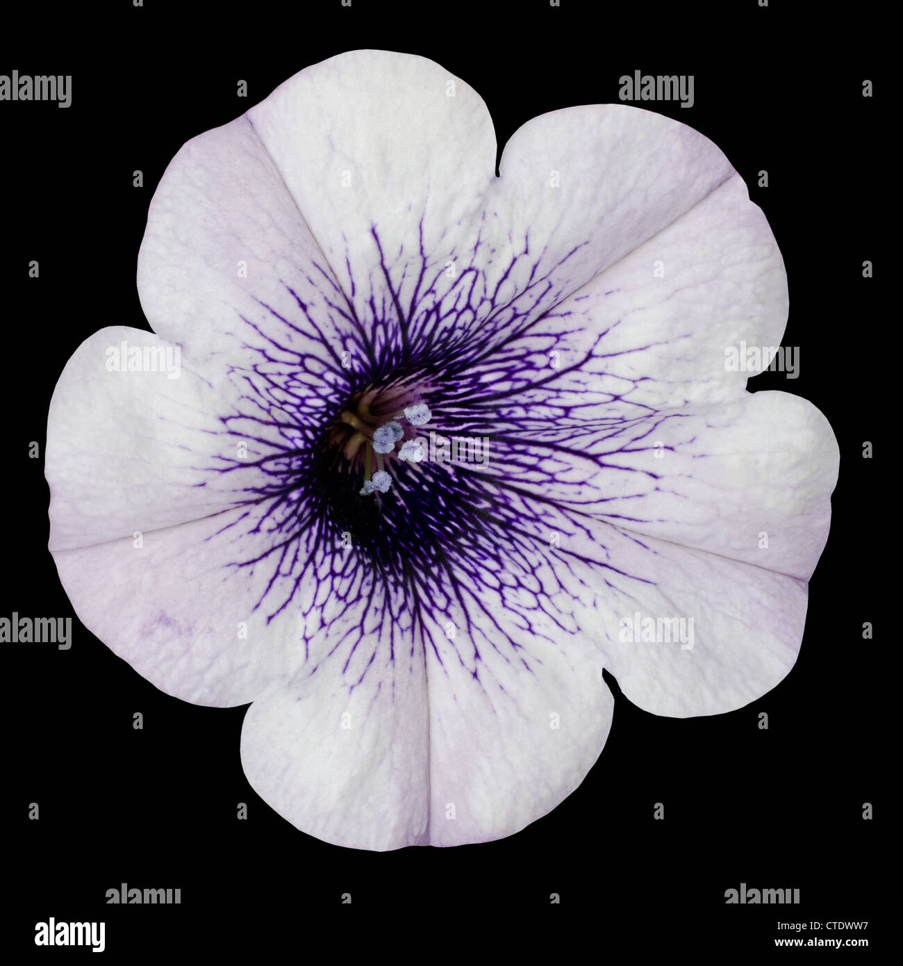 Weiße Morning Glory Blume mit lila Center auf schwarzem Hintergrund isoliert Stockfoto