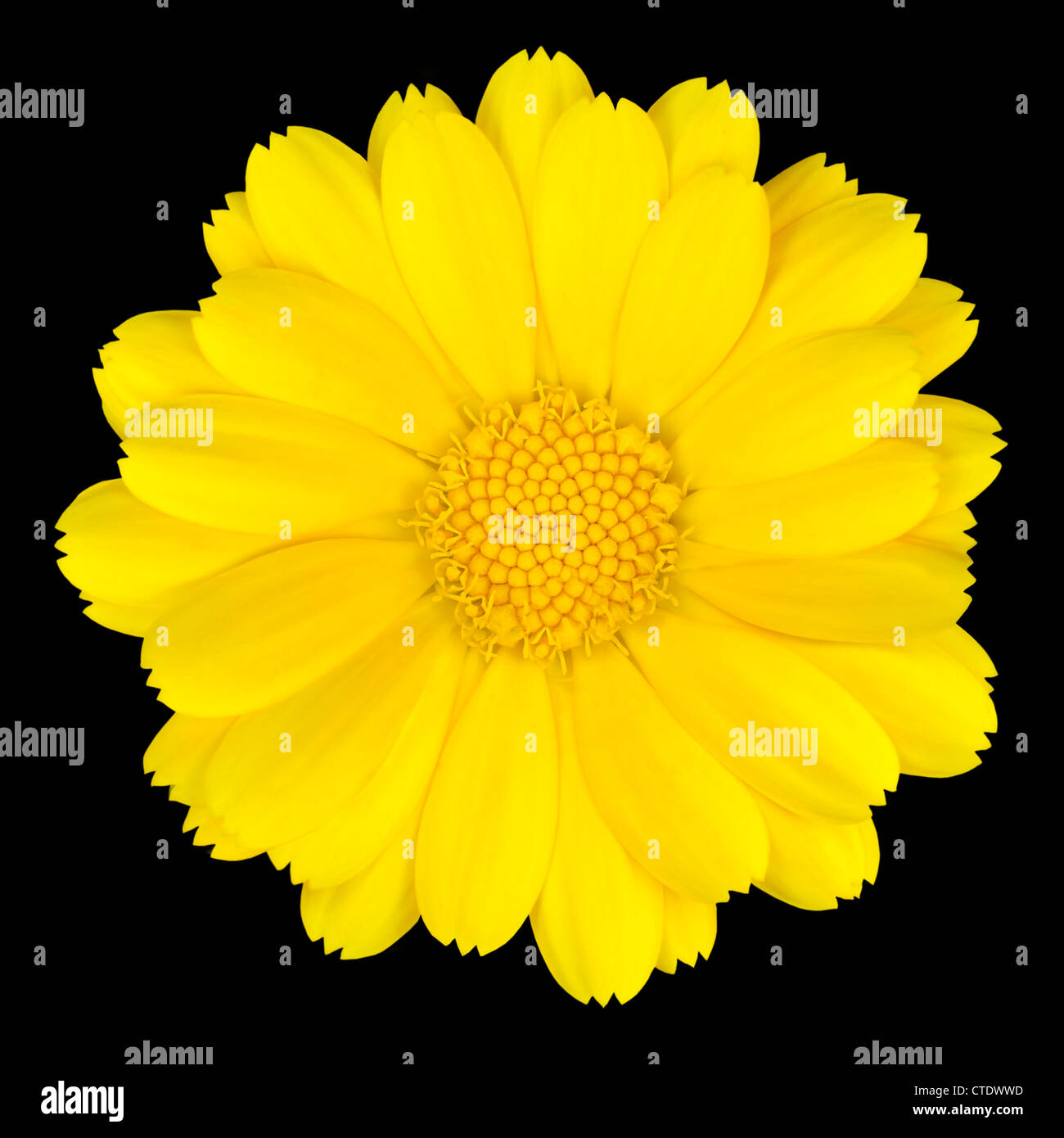 Schöne gelbe Daisy Isolated on White Background Stockfoto