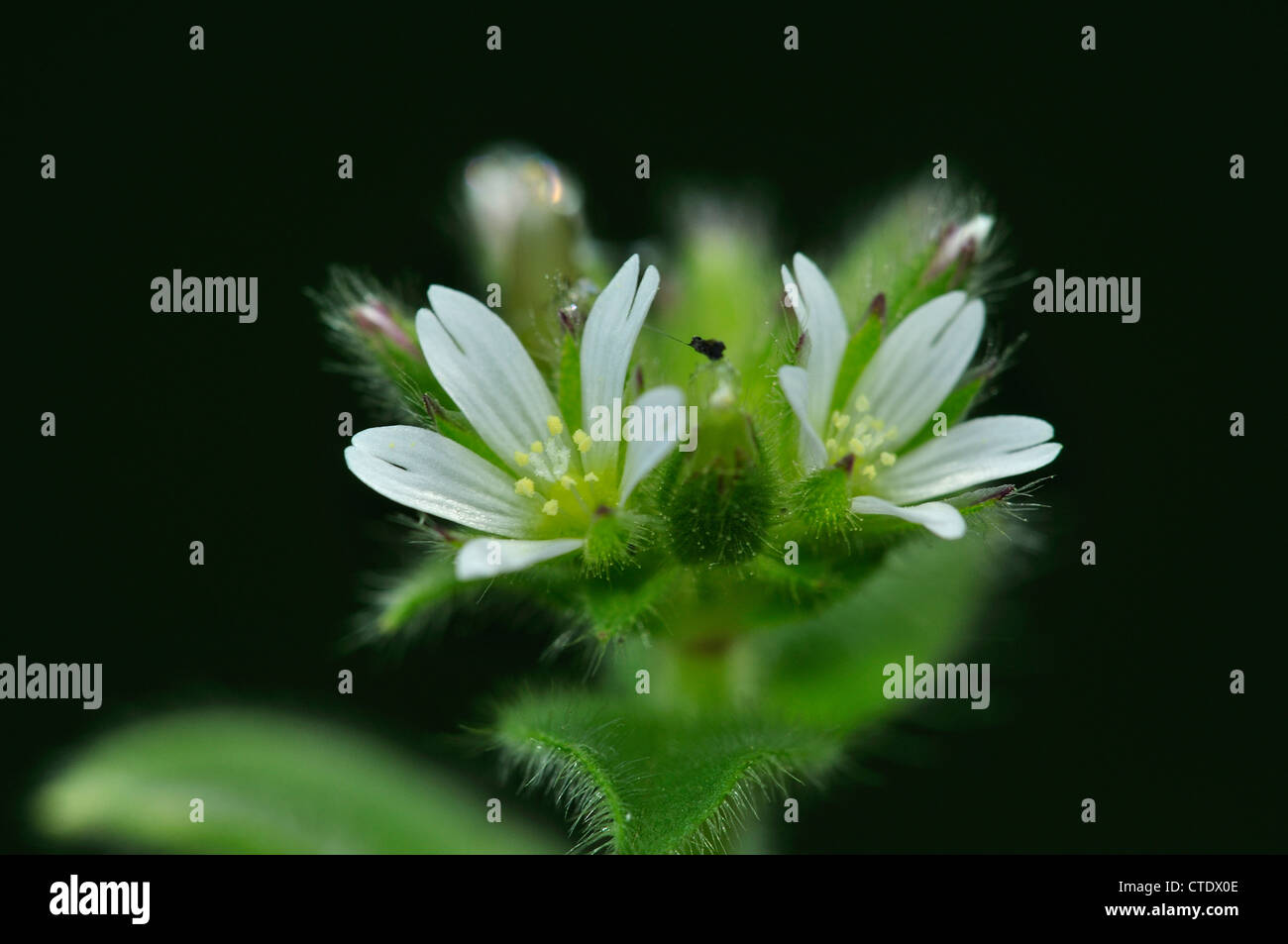 Sehr klebrig -Fotos und -Bildmaterial in hoher Auflösung – Alamy