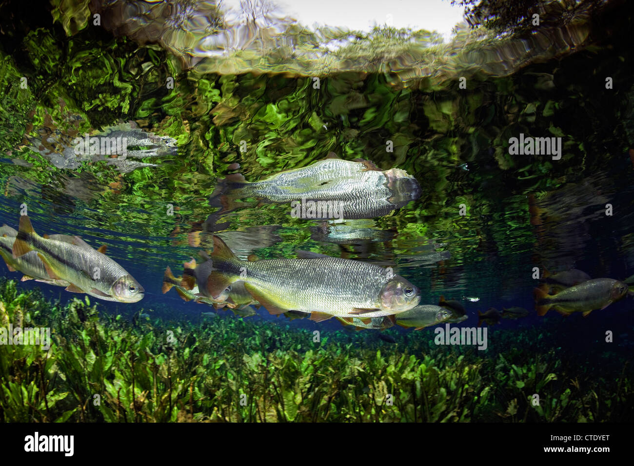 Von Piraputanga, Brycon Hilarii, Fischschwarm Aquario Natural, Bonito, Mato Grosso do Sul, Brasilien Stockfoto