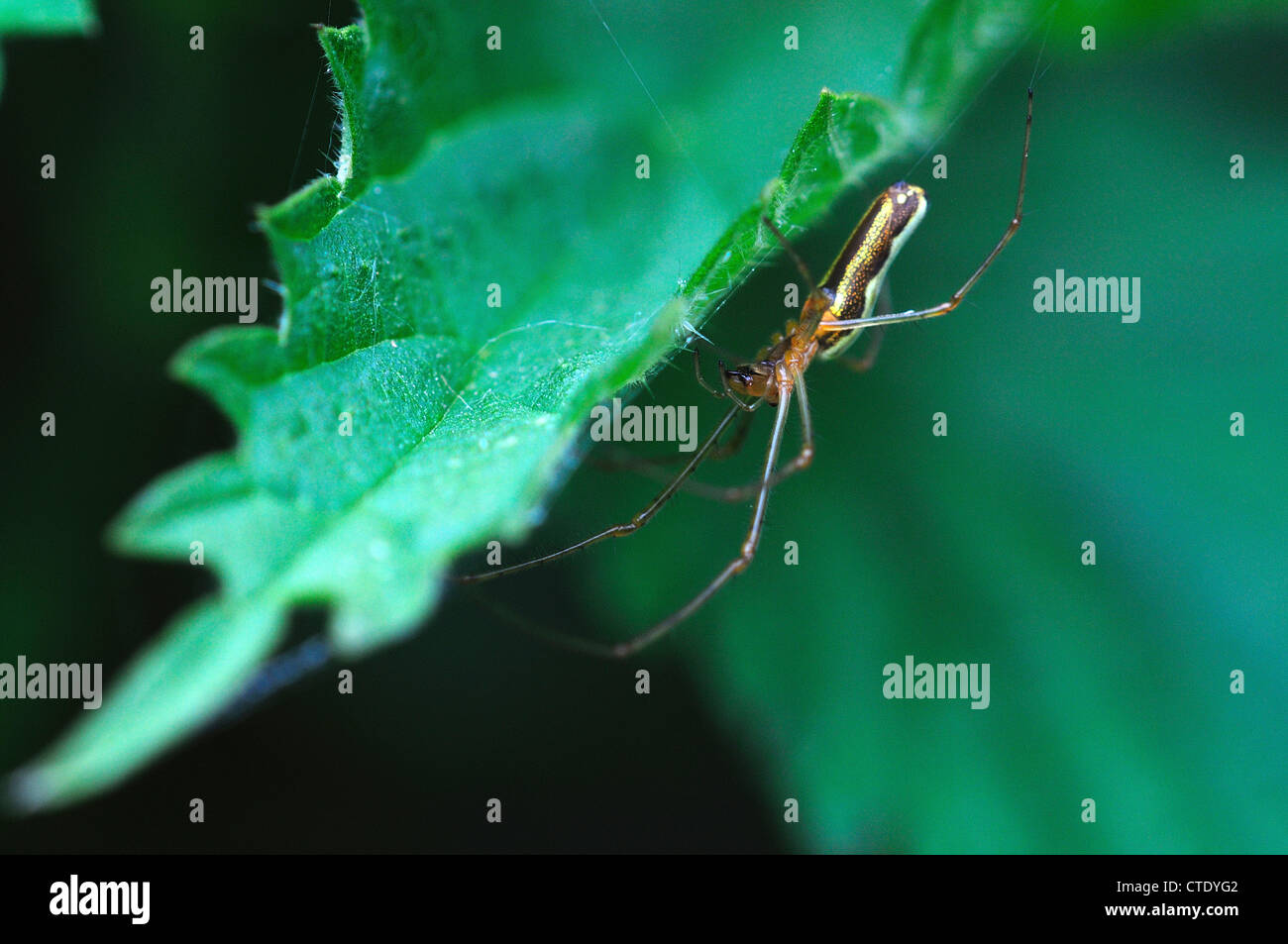 Eine Spinne auf ein Nesselblatt UK Stockfoto