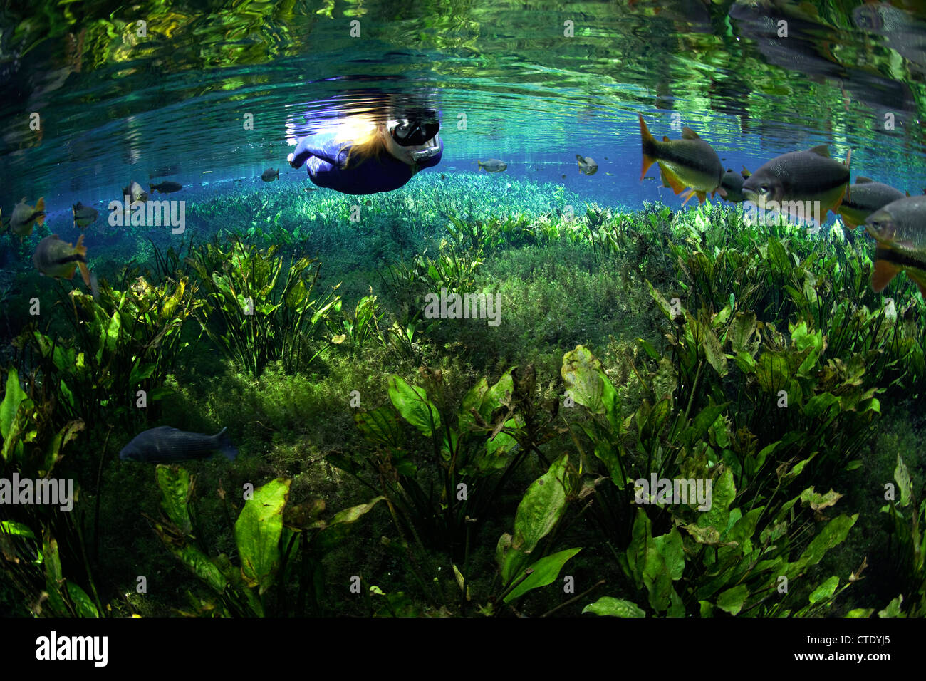 Schnorcheln in Aquario Natural Spring, Aquario Natural, Bonito, do Mato Grosso Sul, Brasilien Stockfoto